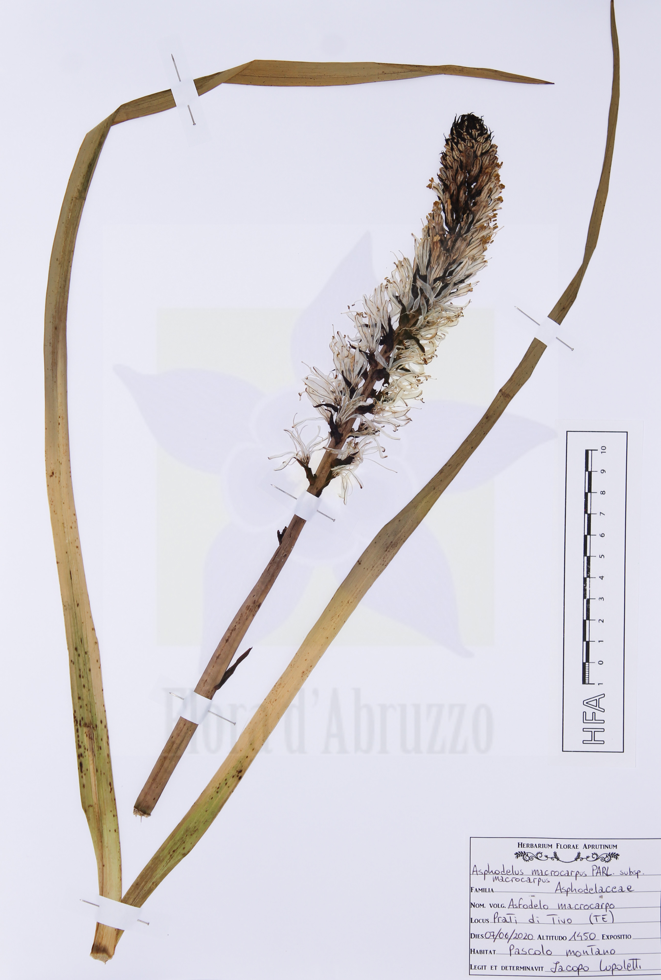 Asphodelus macrocarpus Parl. subsp. macrocarpus