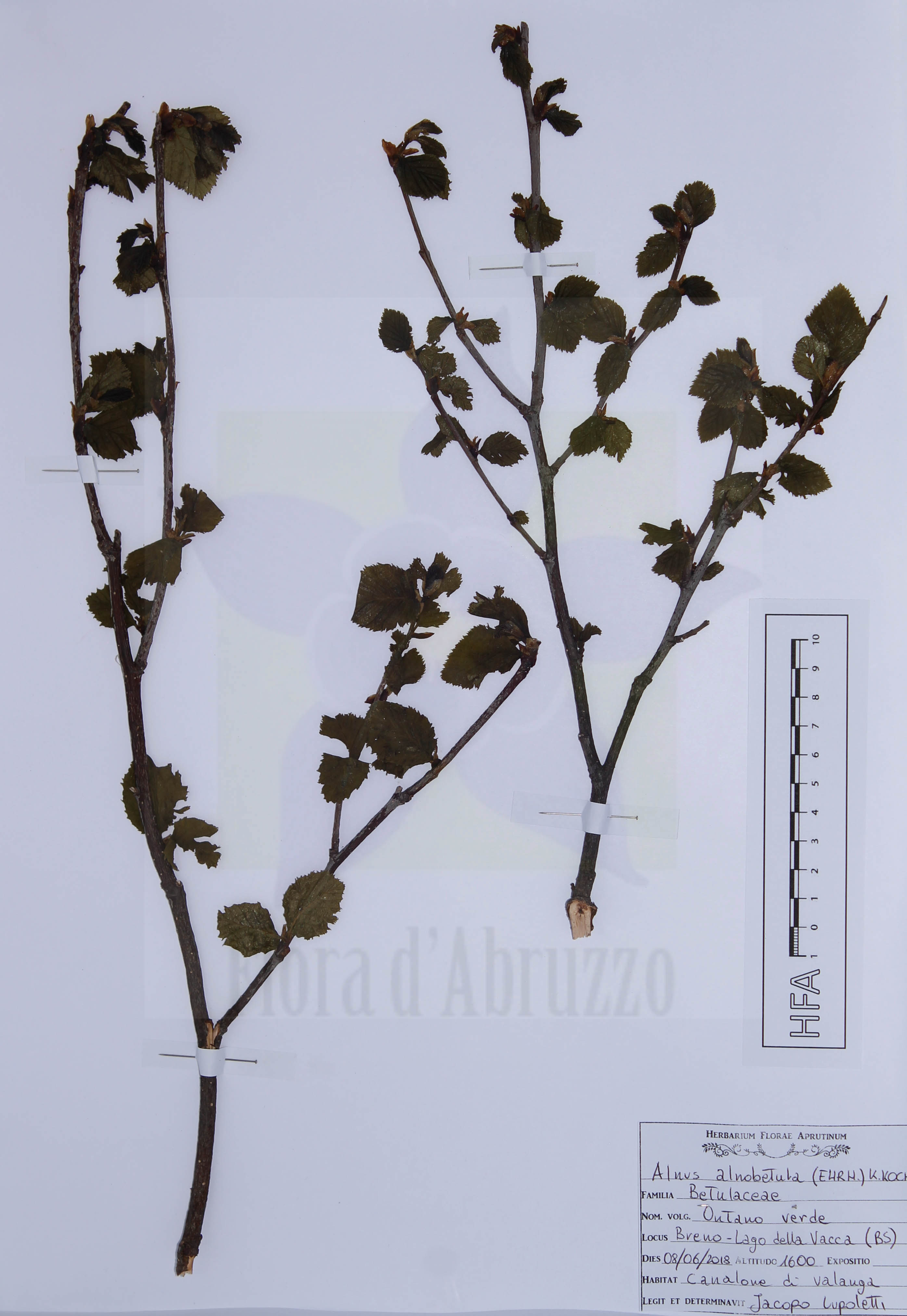 Alnus alnobetula (Ehrh.) K.Koch