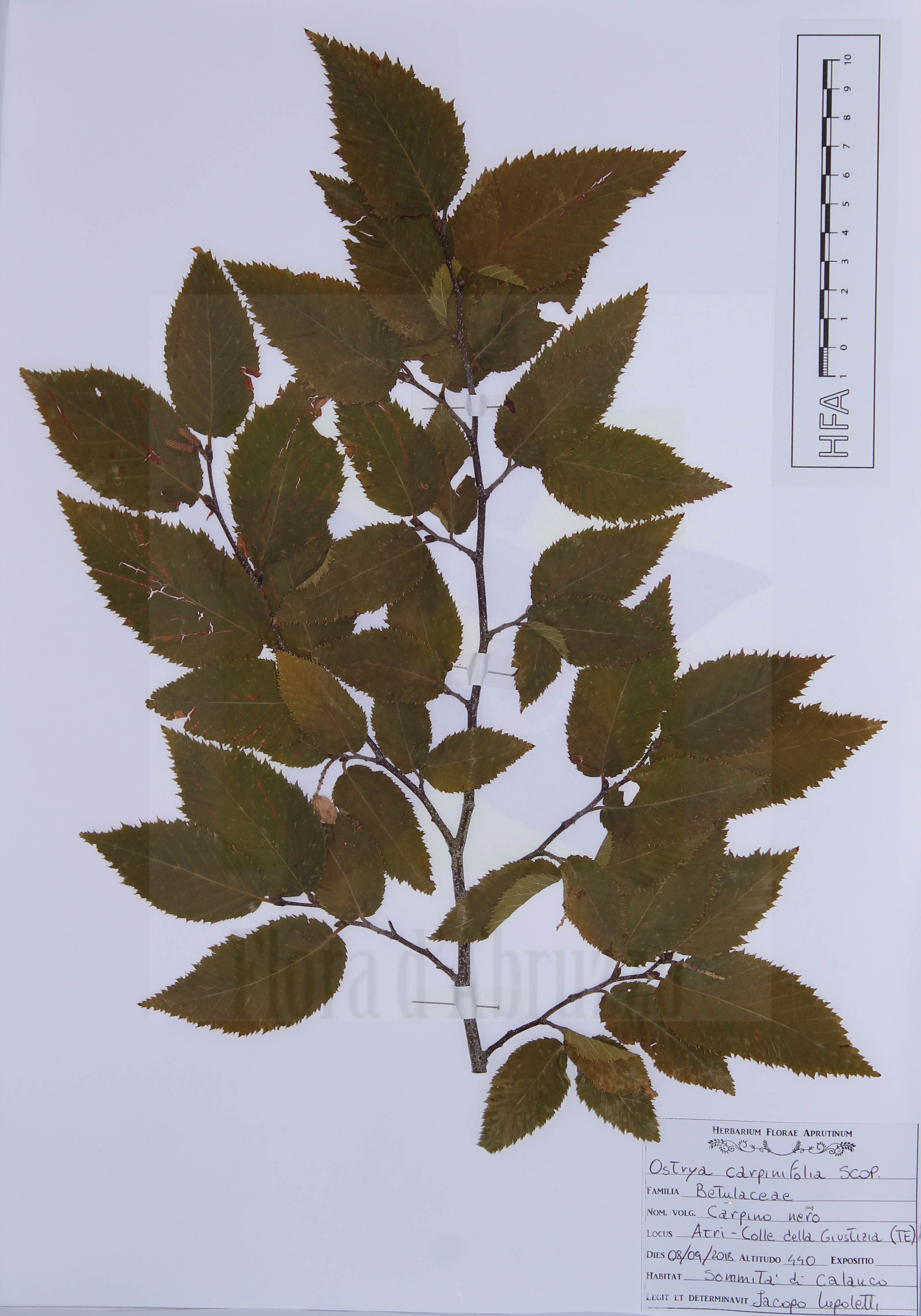 Ostrya carpinifolia Scop.