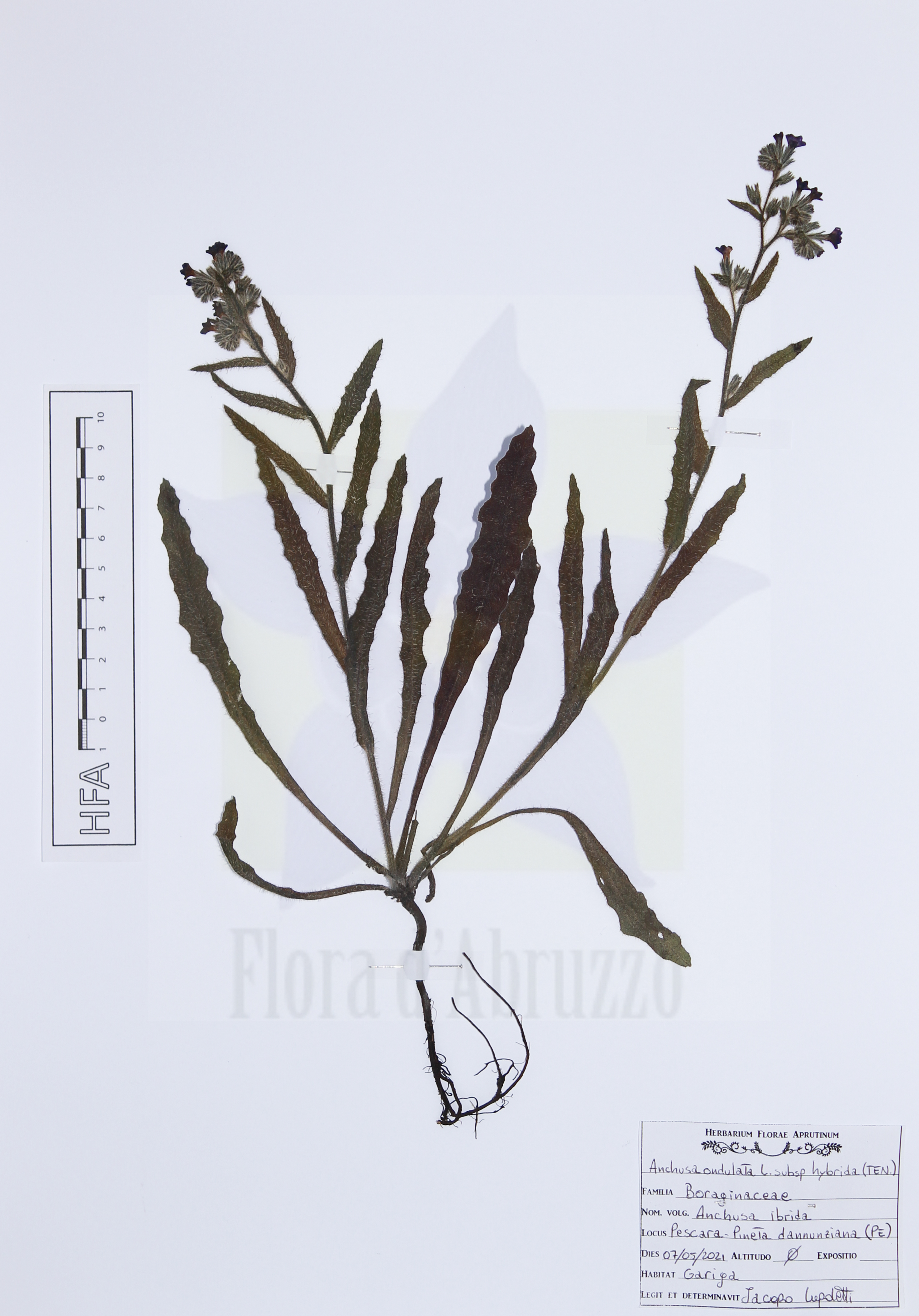 Anchusa undulata L. subsp. hybrida (Ten.) Bég.