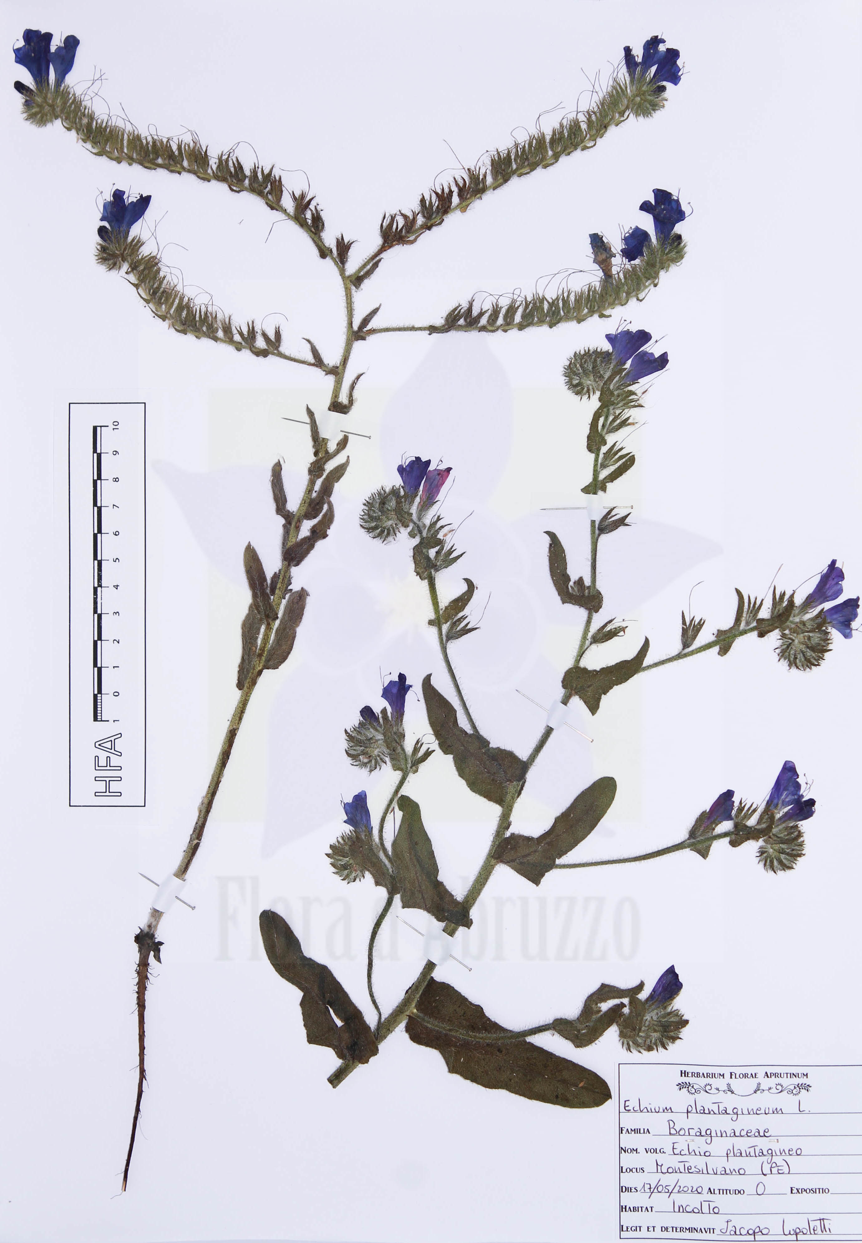 Echium plantaginetum L.