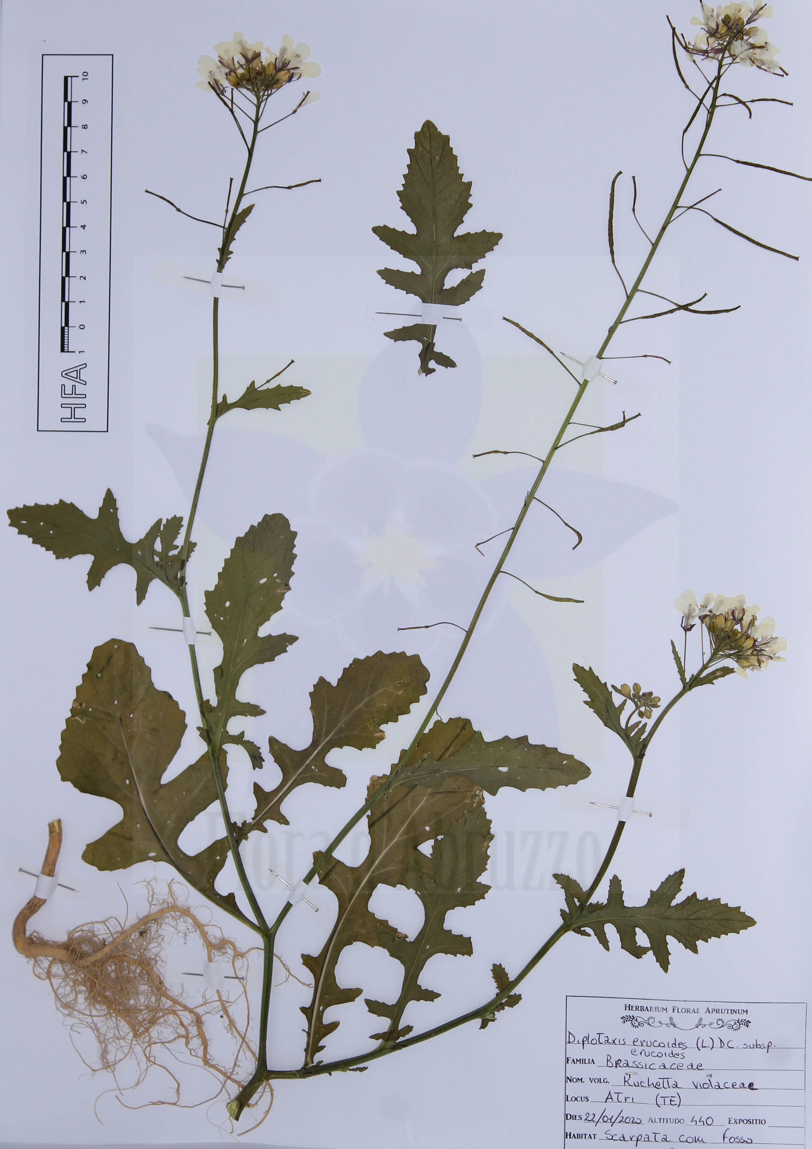 Diplotaxis erucoides (L.) DC. subsp. erucoides