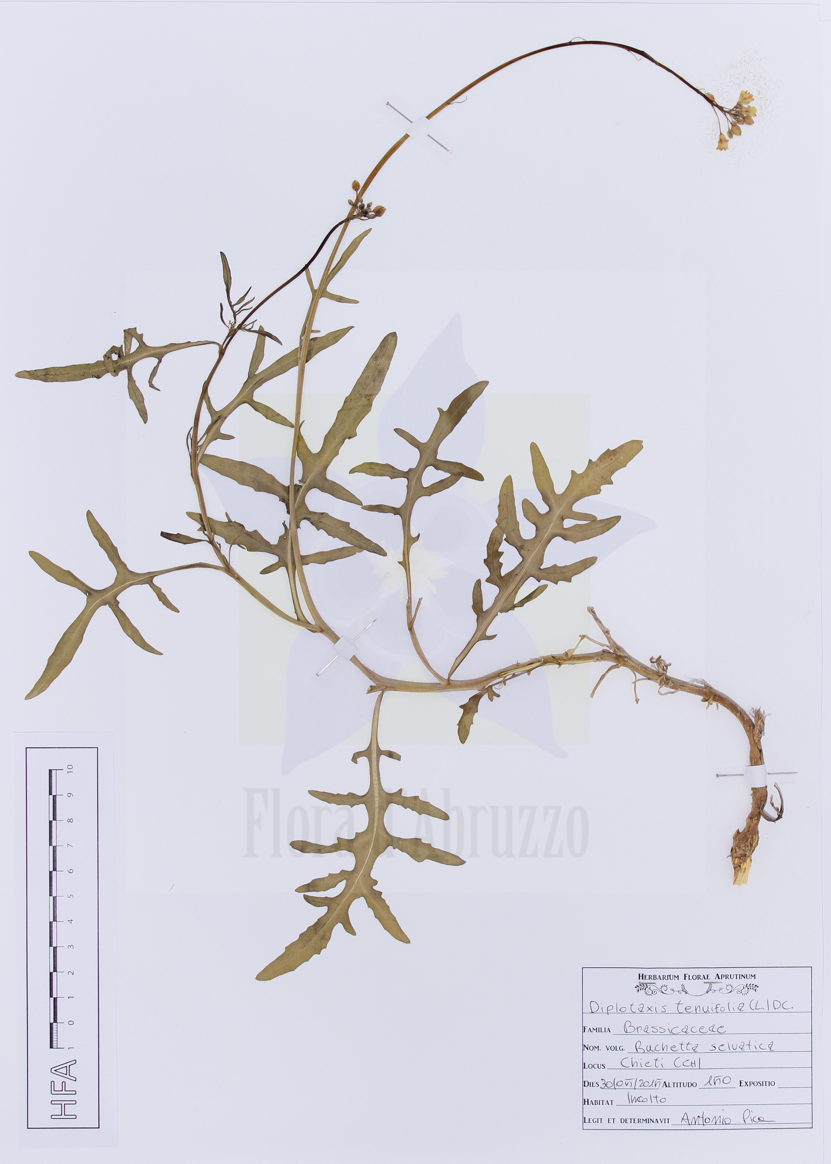 Diplotaxis tenuifolia (L.) DC.