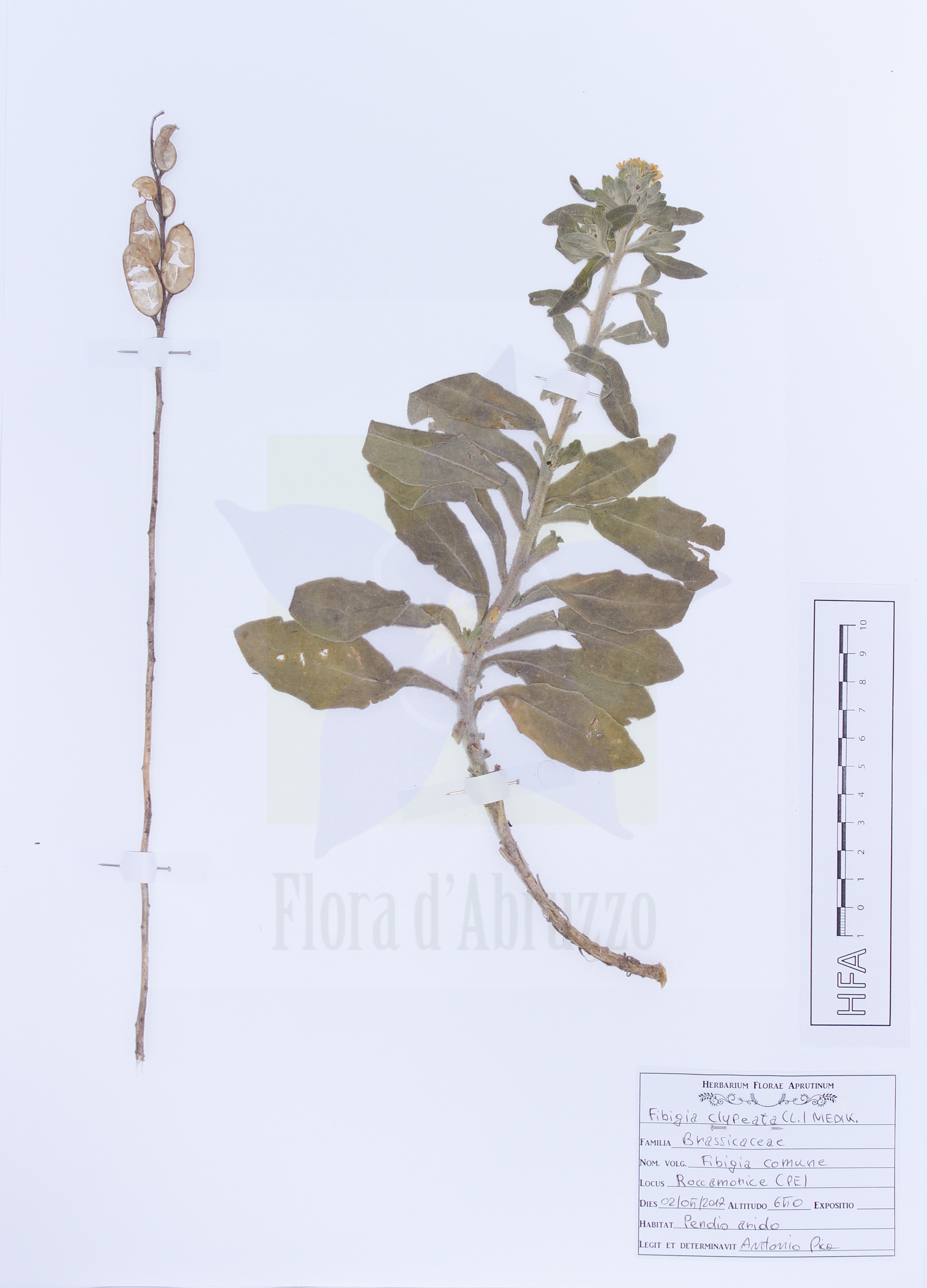 Fibigia clypeata (L.) Medik.