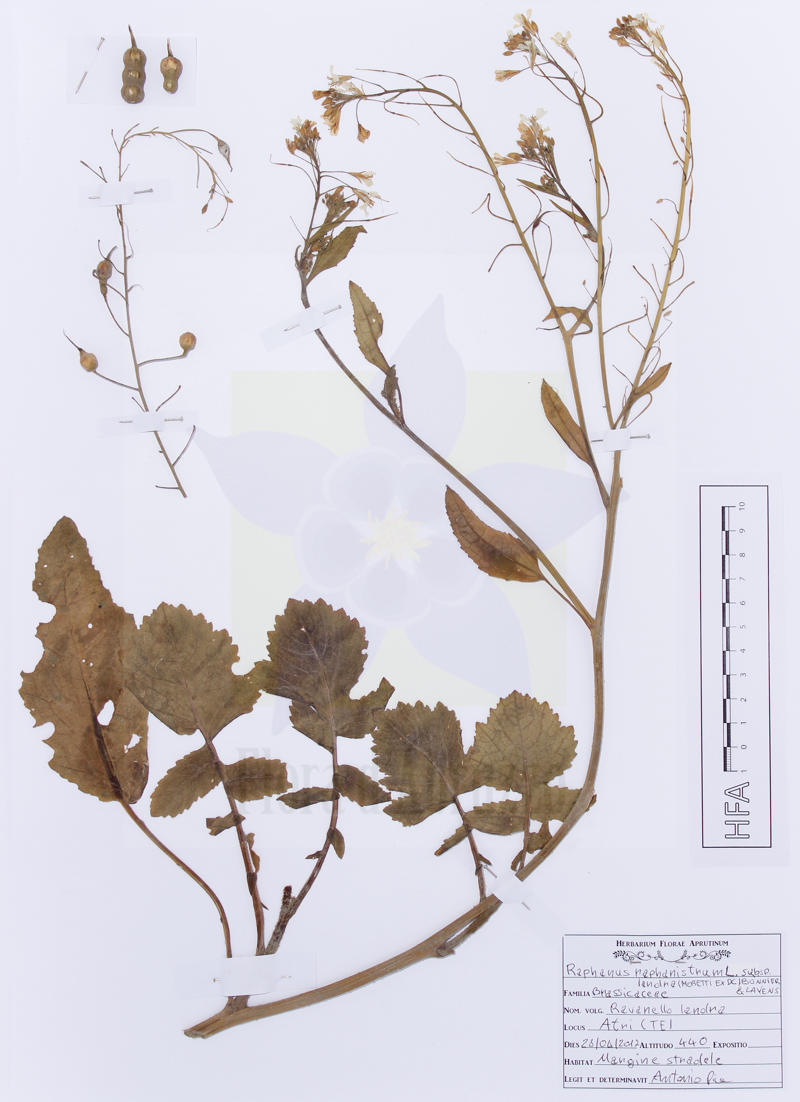 Raphanus raphanistrum L. subsp. landra (Moretti ex DC.) Bonnier & Layens
