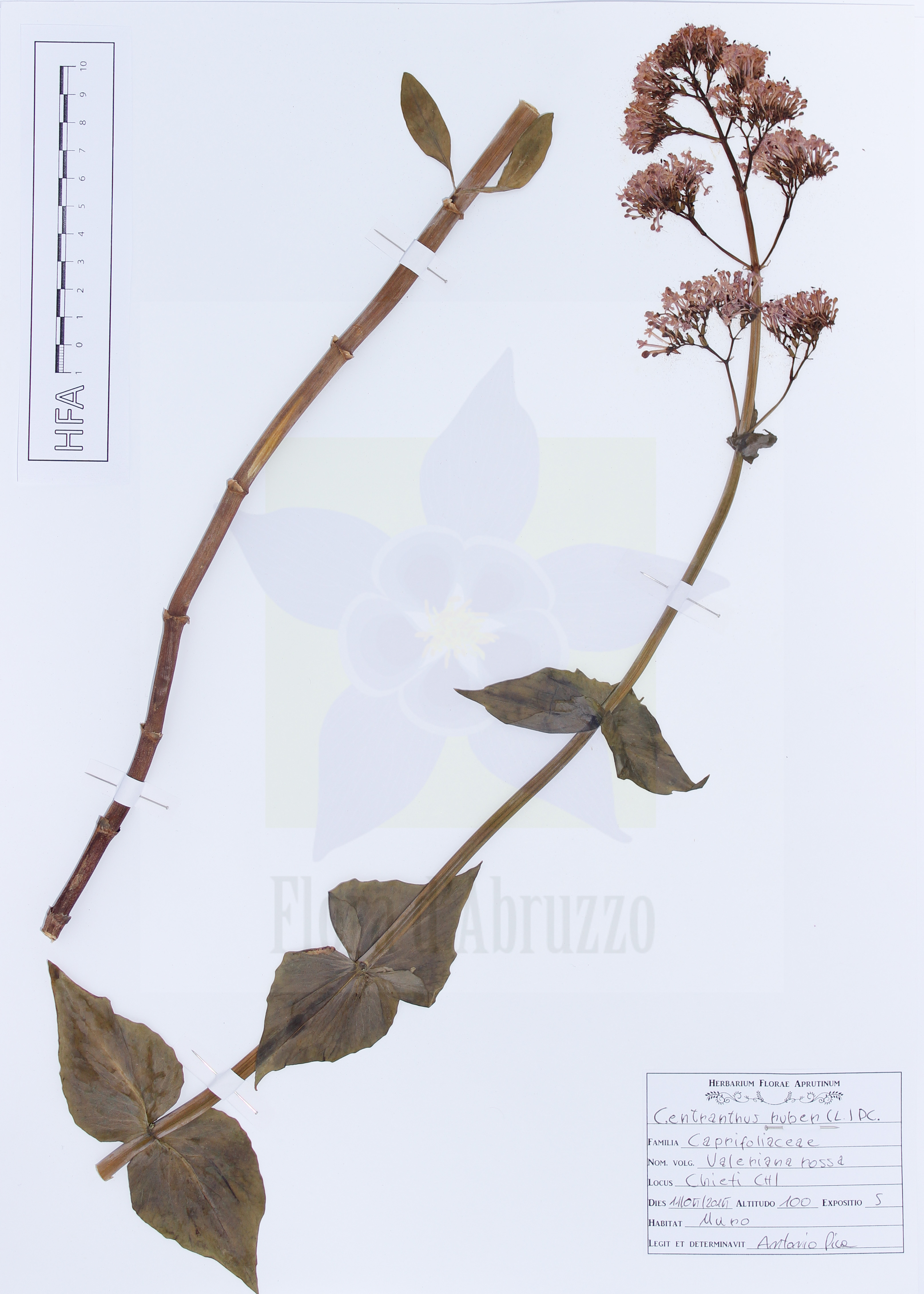 Centranthus ruber (L.) DC.