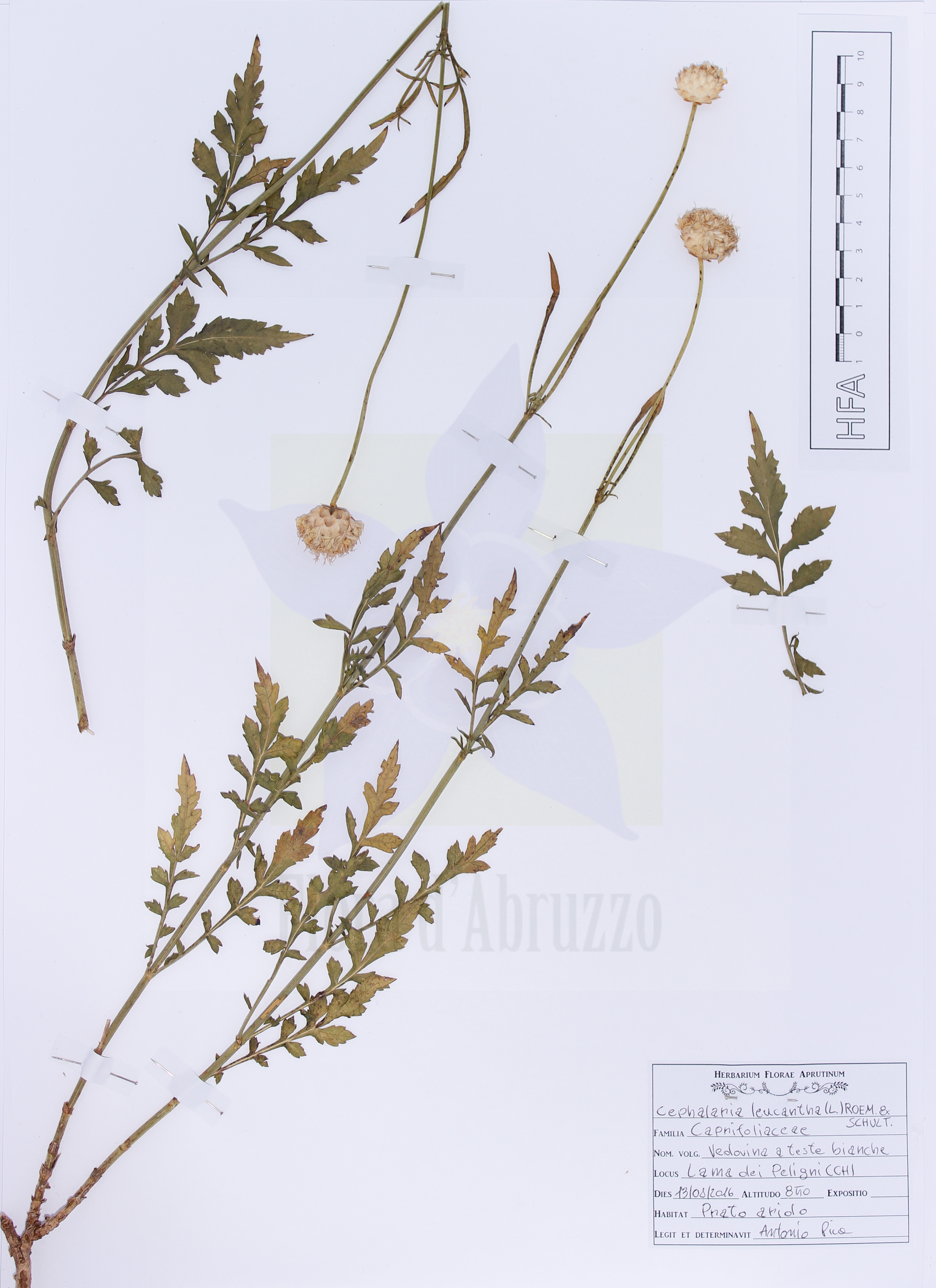 Cephalaria leucantha (L.) Roem. & Schult.