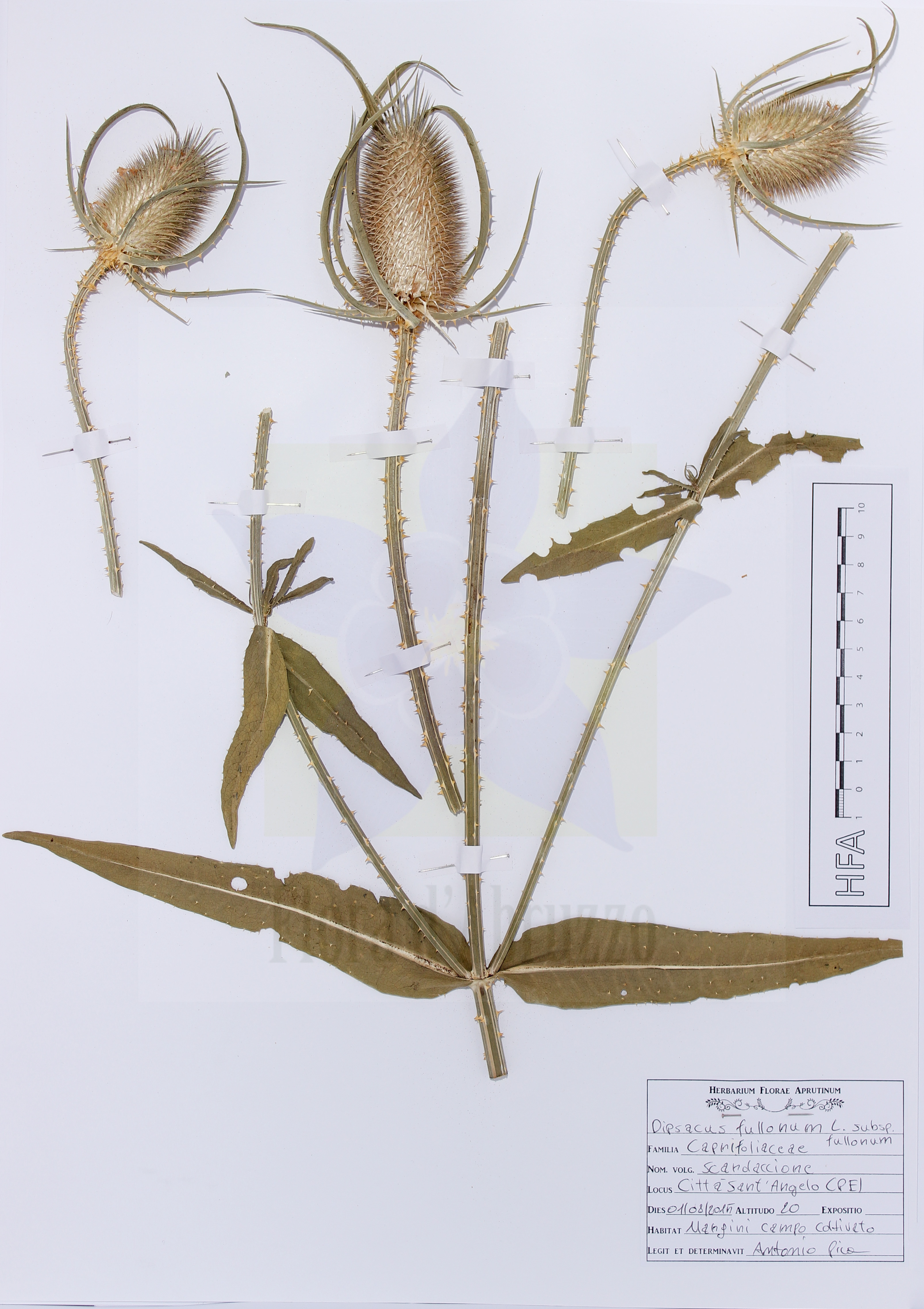 Dipsacus fullonum L. subsp. fullonum