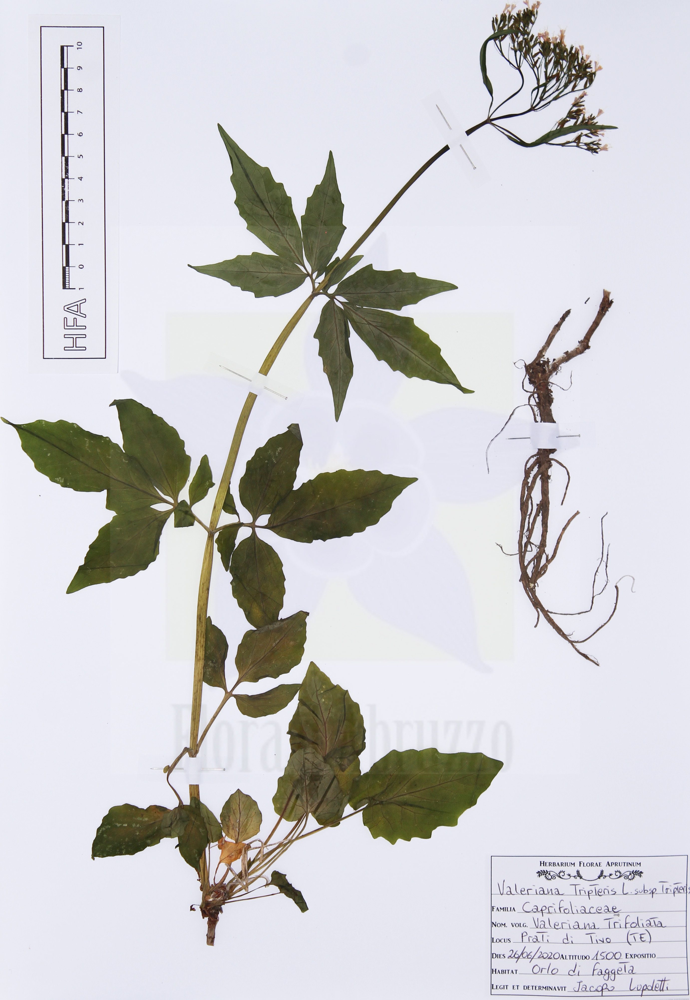 Valeriana tripteris L. subsp. tripteris
