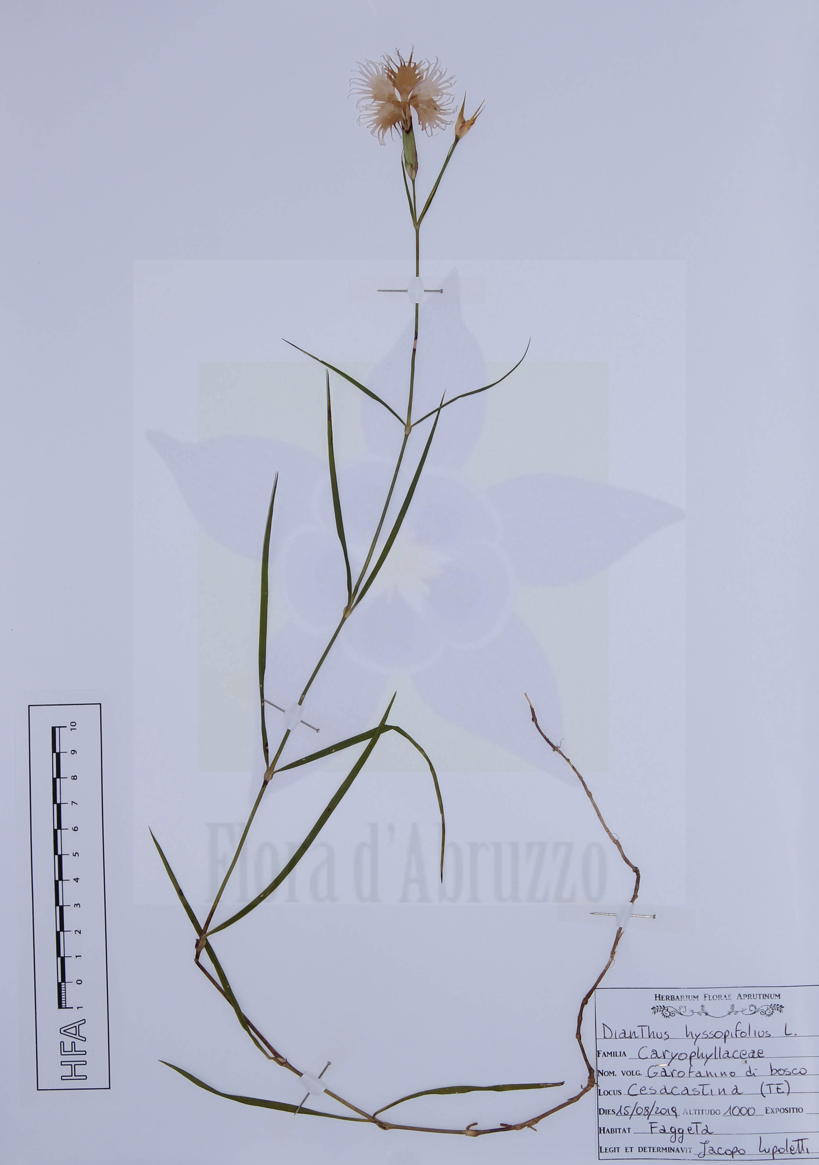Dianthus hyssopifolius L.