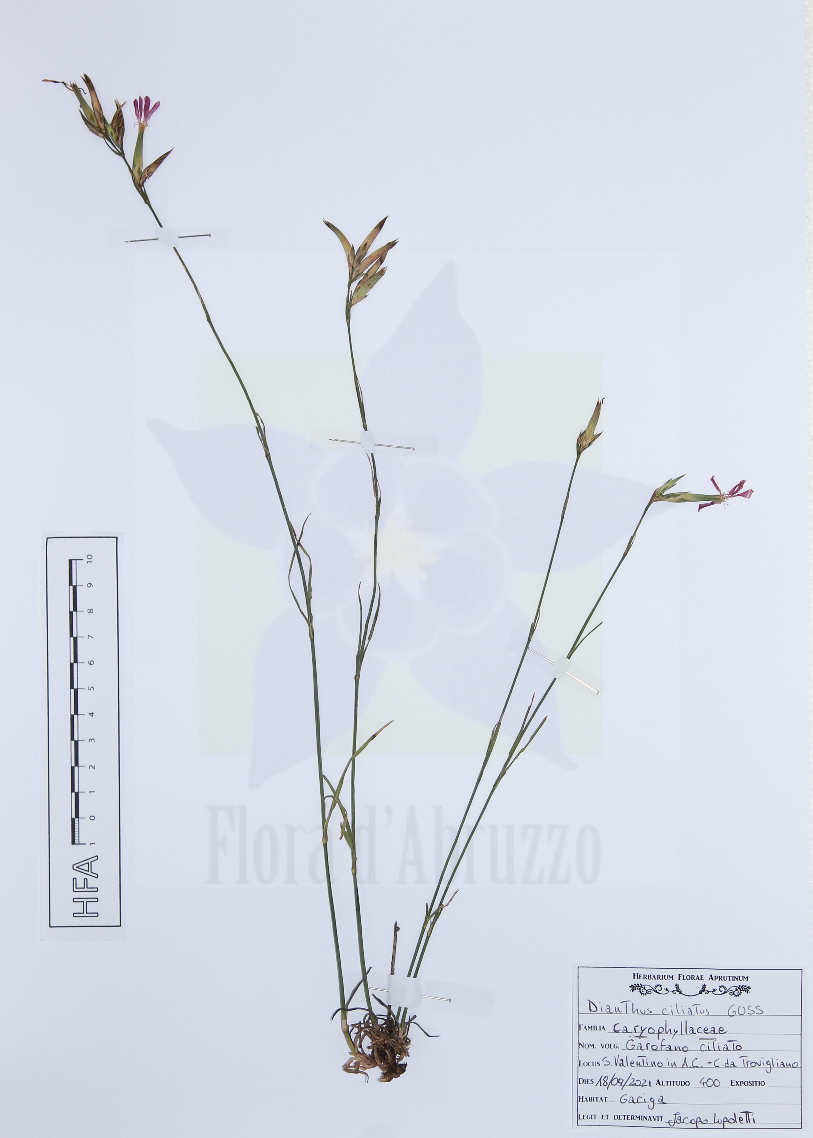 Dianthus ciliatus Guss. subsp. ciliatus