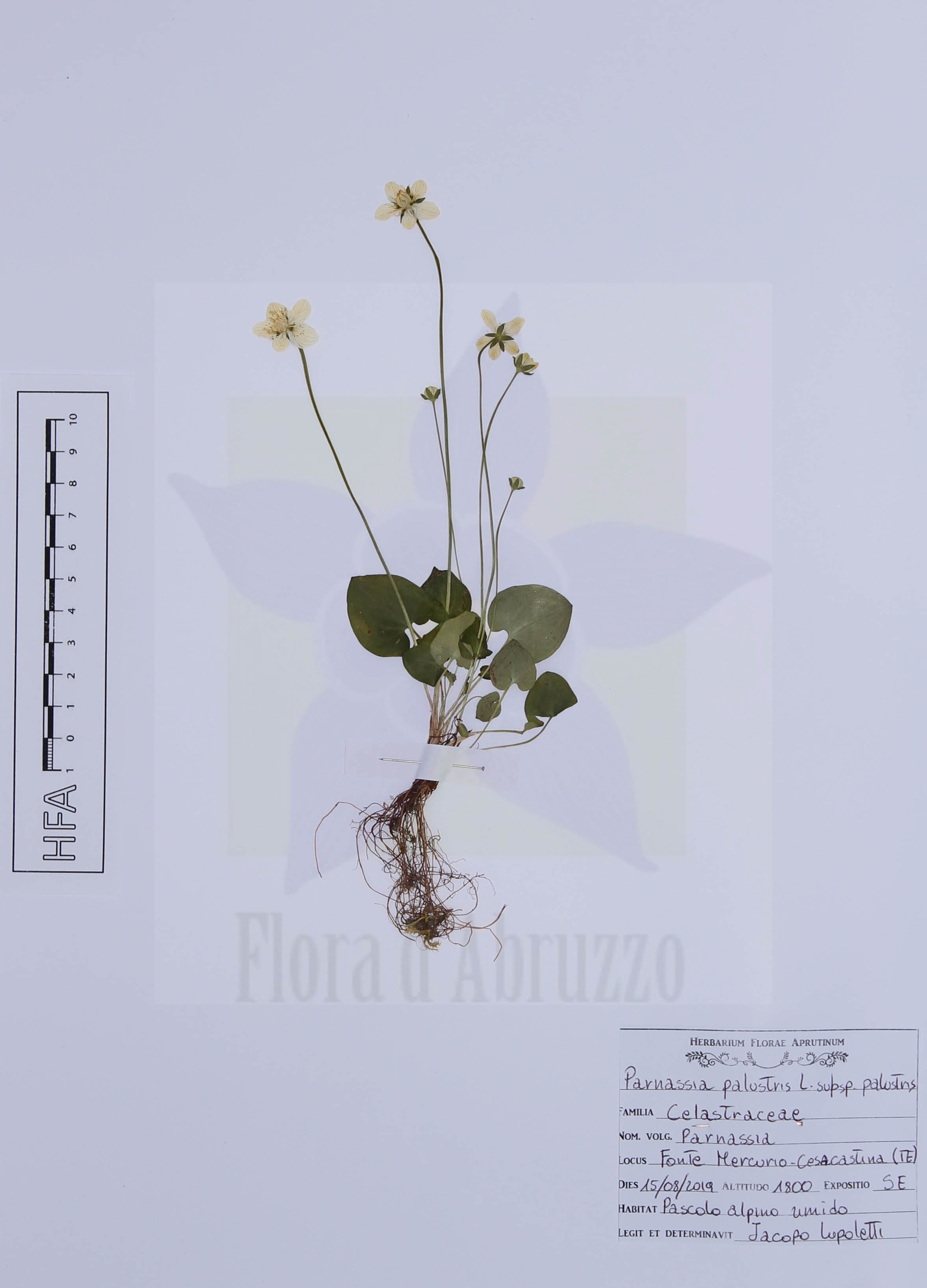 Parnassia palustris L. subsp. palustris