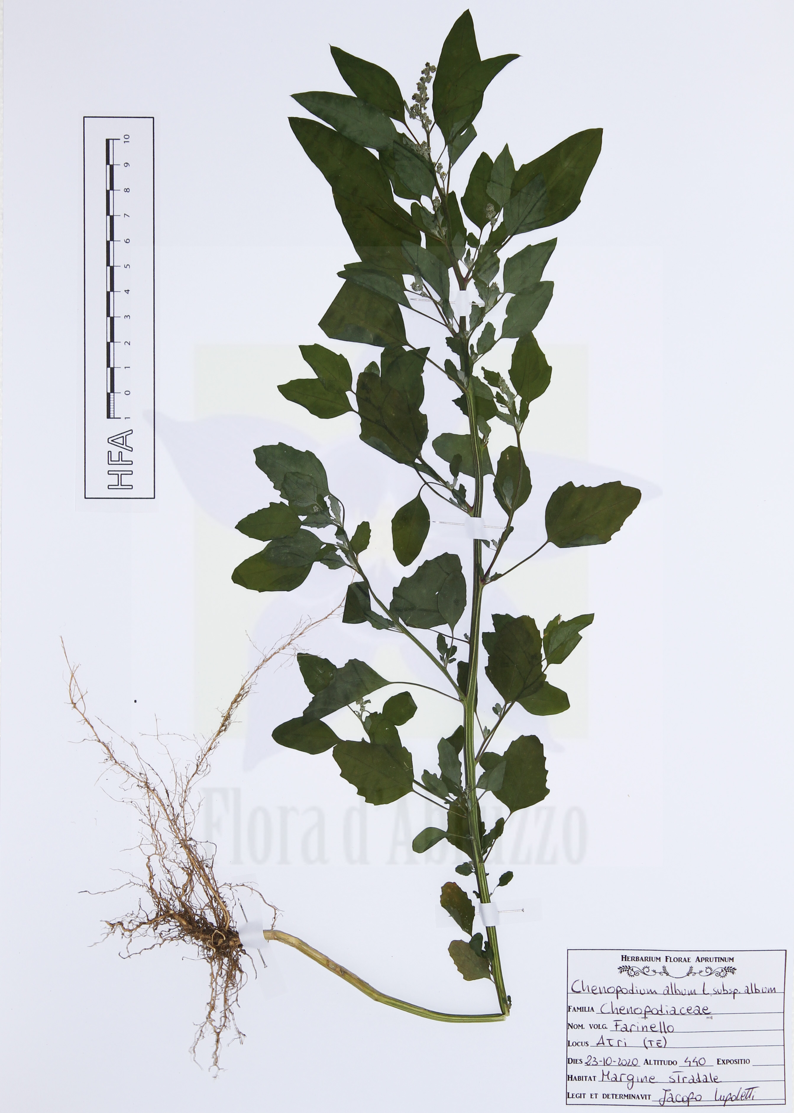 Chenopodium album L. subsp. album