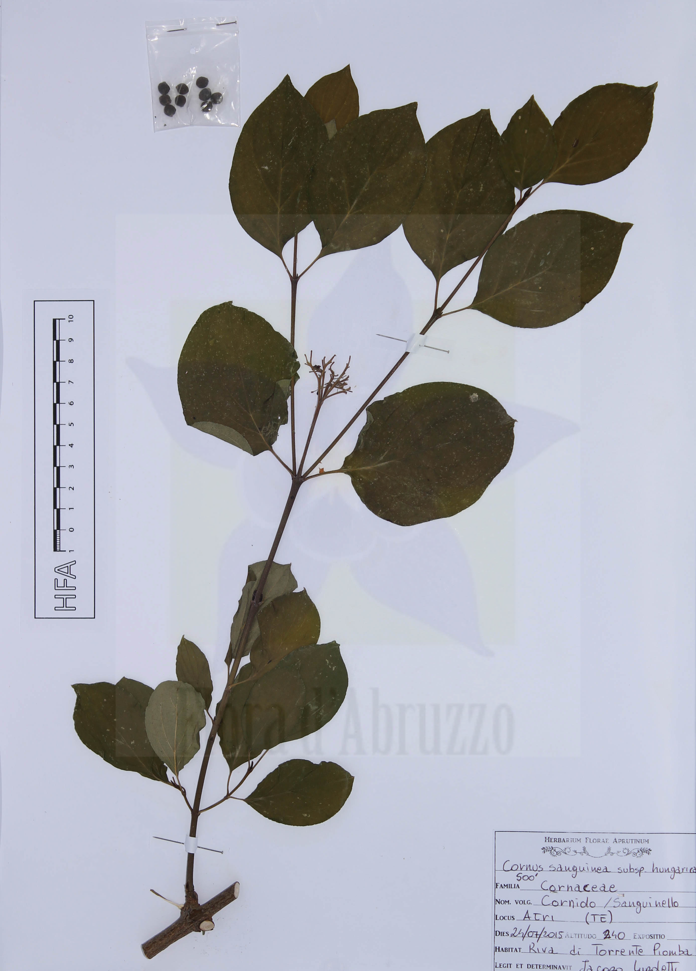Cornus sanguinea subsp. hungarica (Kárpáti) Soó