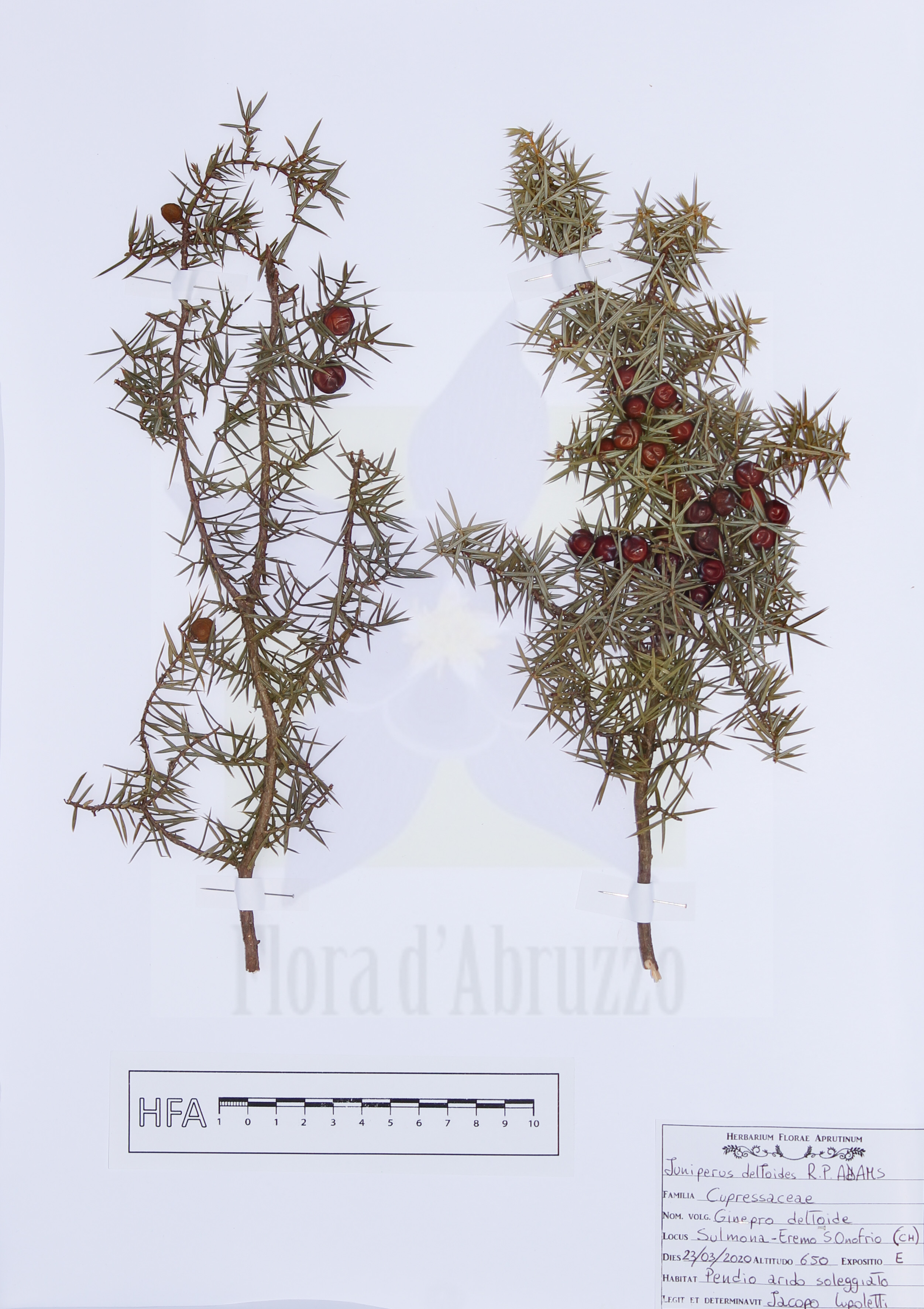Juniperus deltoides R.P.Adams