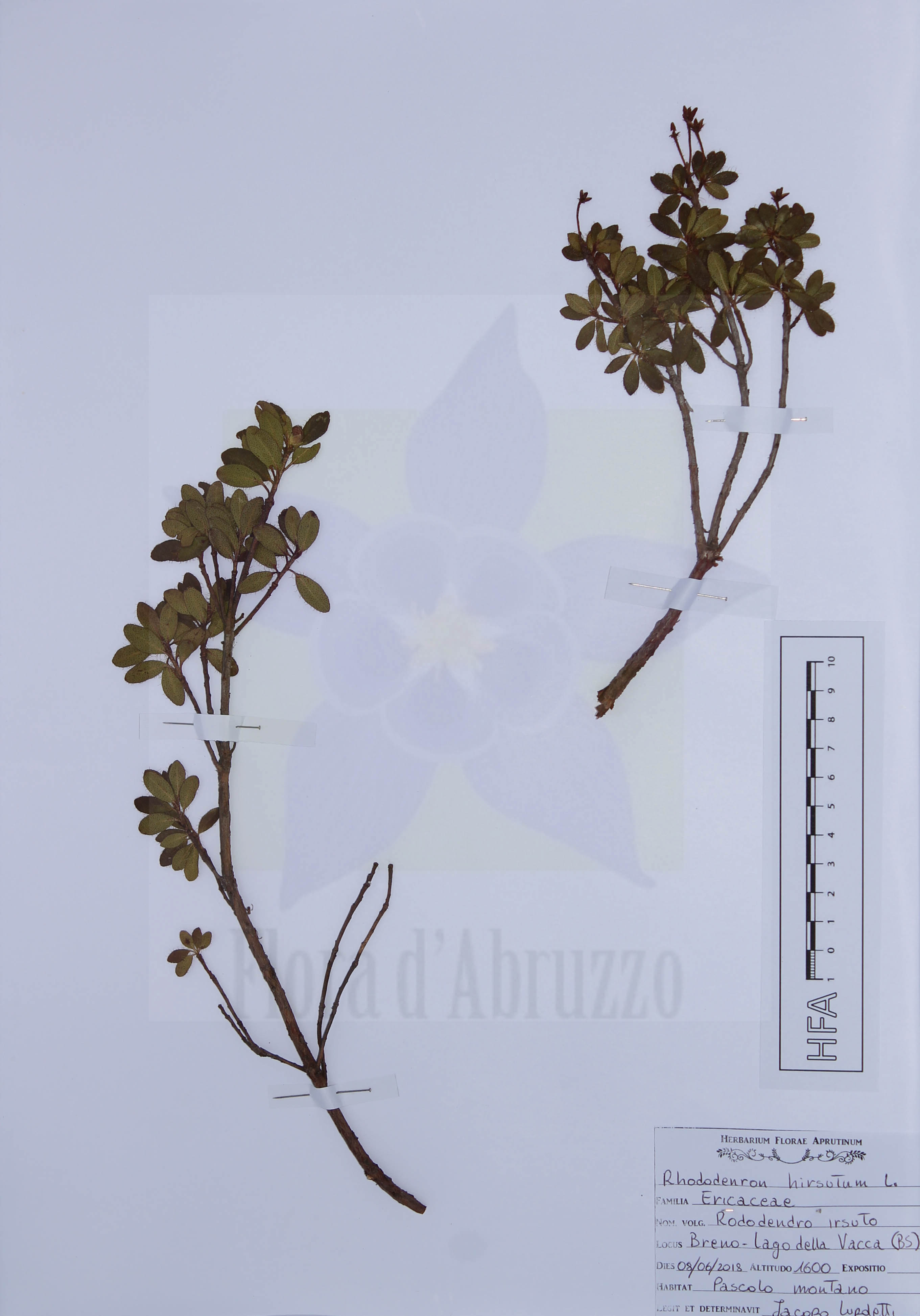 Rhododendron hirsutum L.