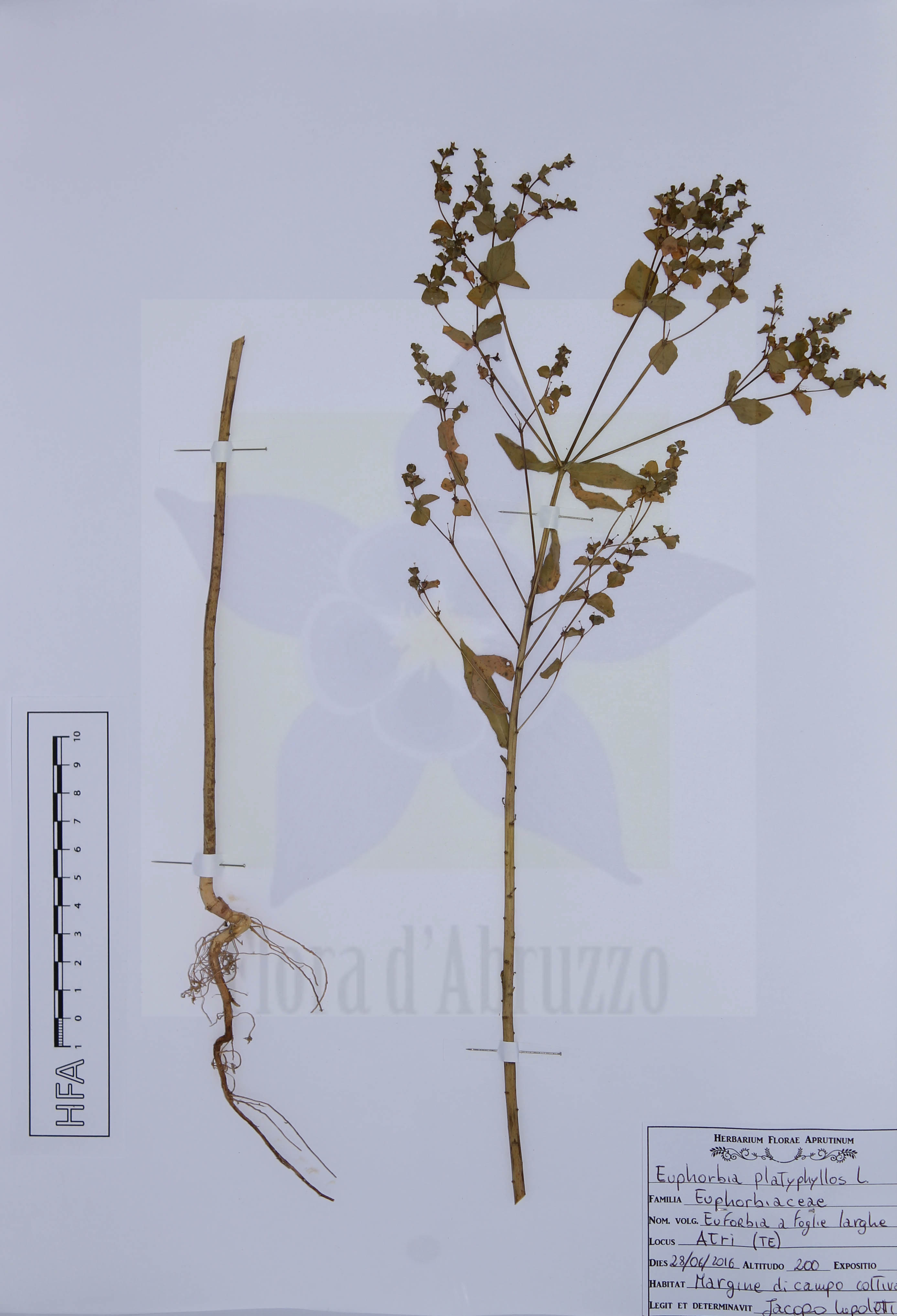 Euphorbia platyphyllos L.