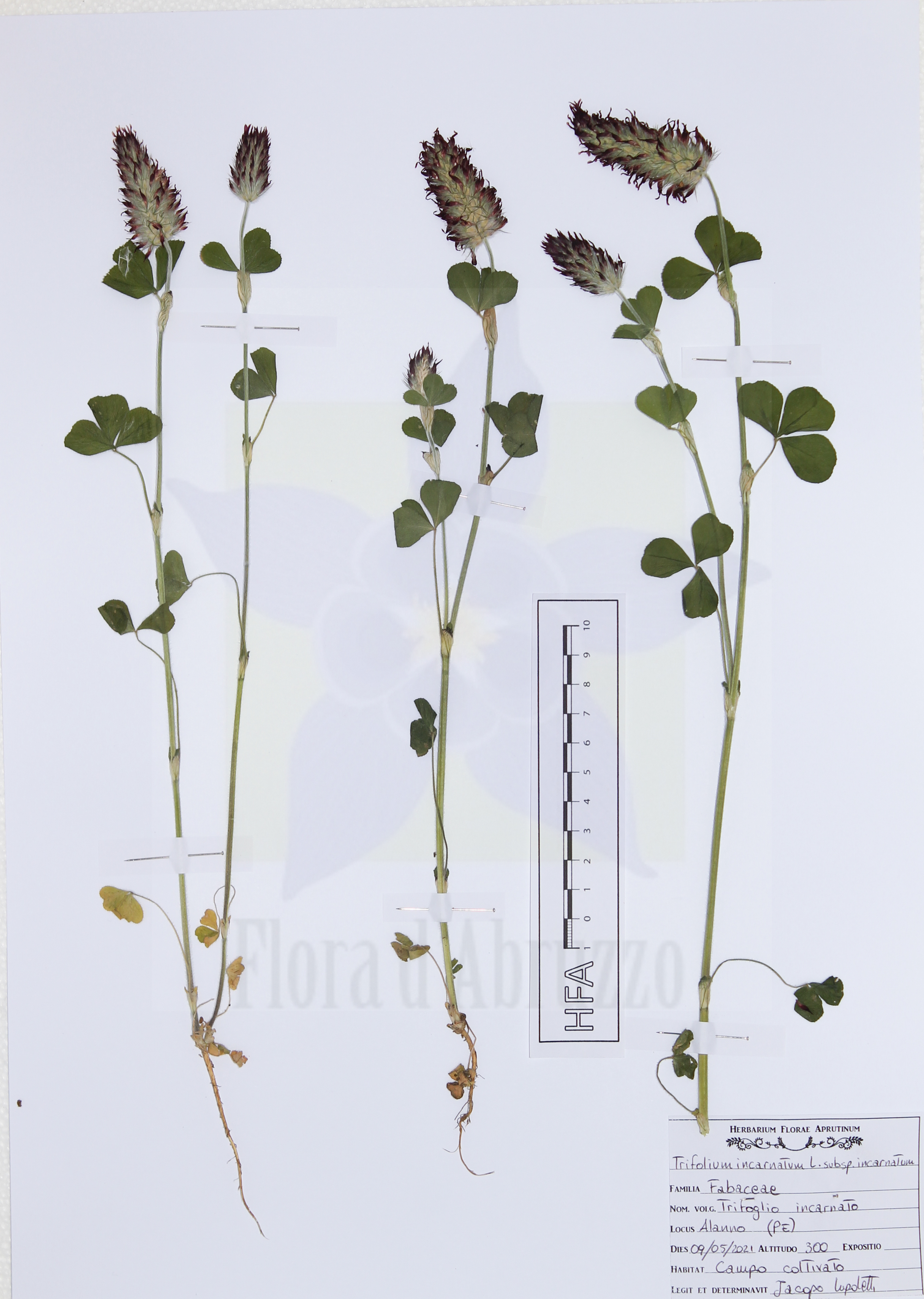 Trifolium incarnatum L. subsp. incarnatum