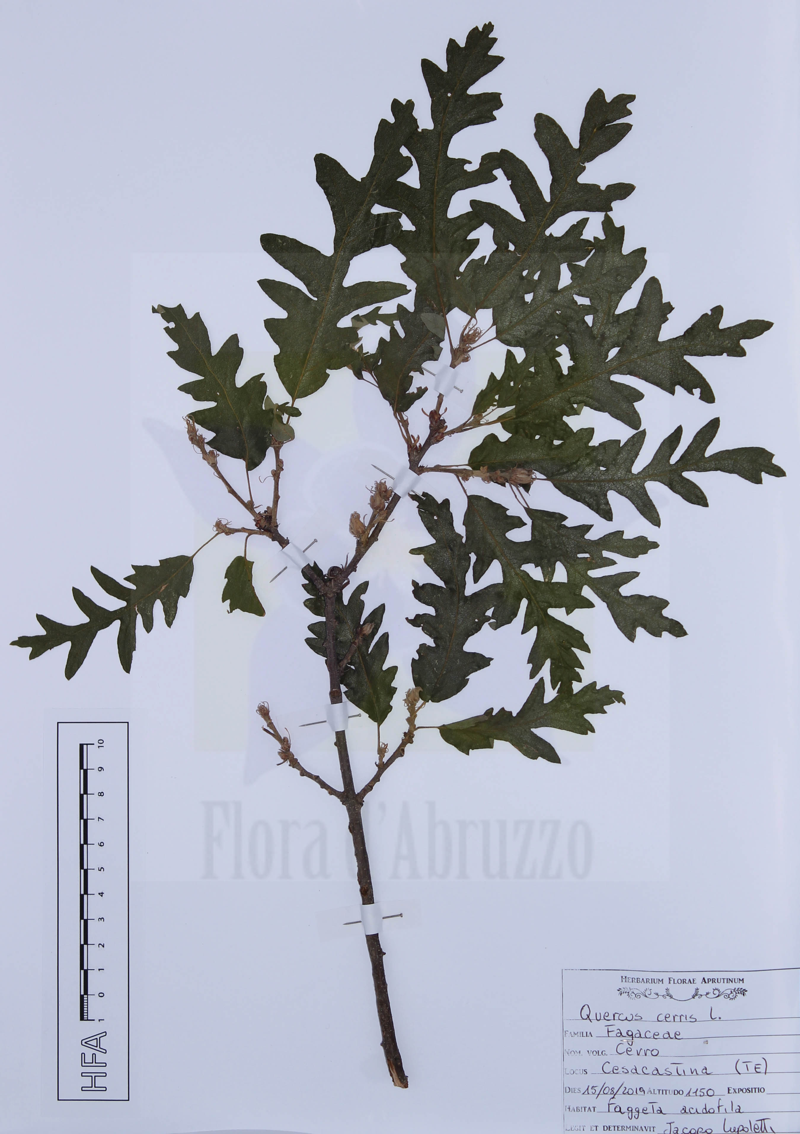 Quercus cerris L.