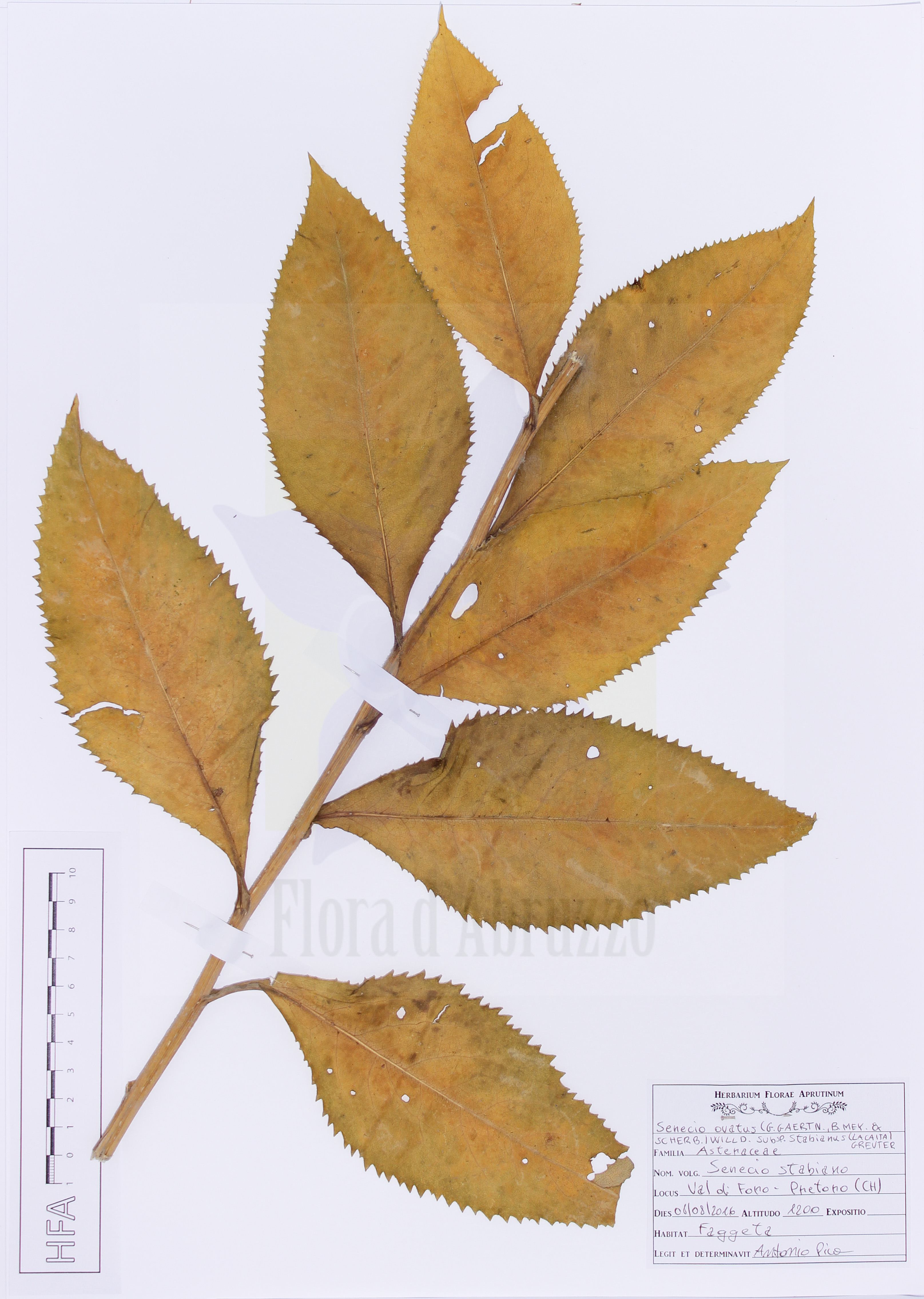 Senecio ovatus (G.Gaertn., B.Mey. & Scherb.) Willd. subsp. stabianus (Lacaita) Greuter