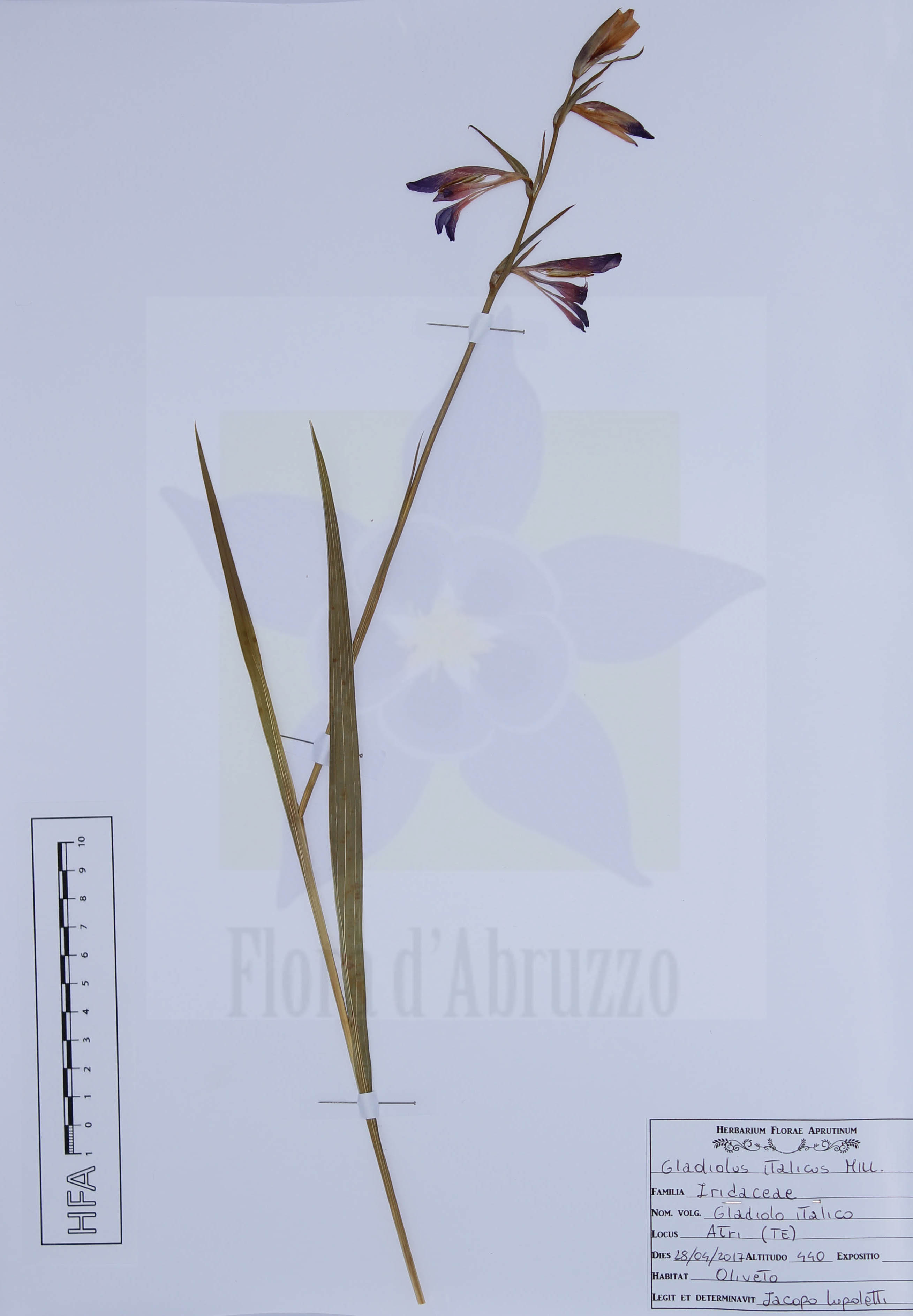 Gladiolus italicus Mill.