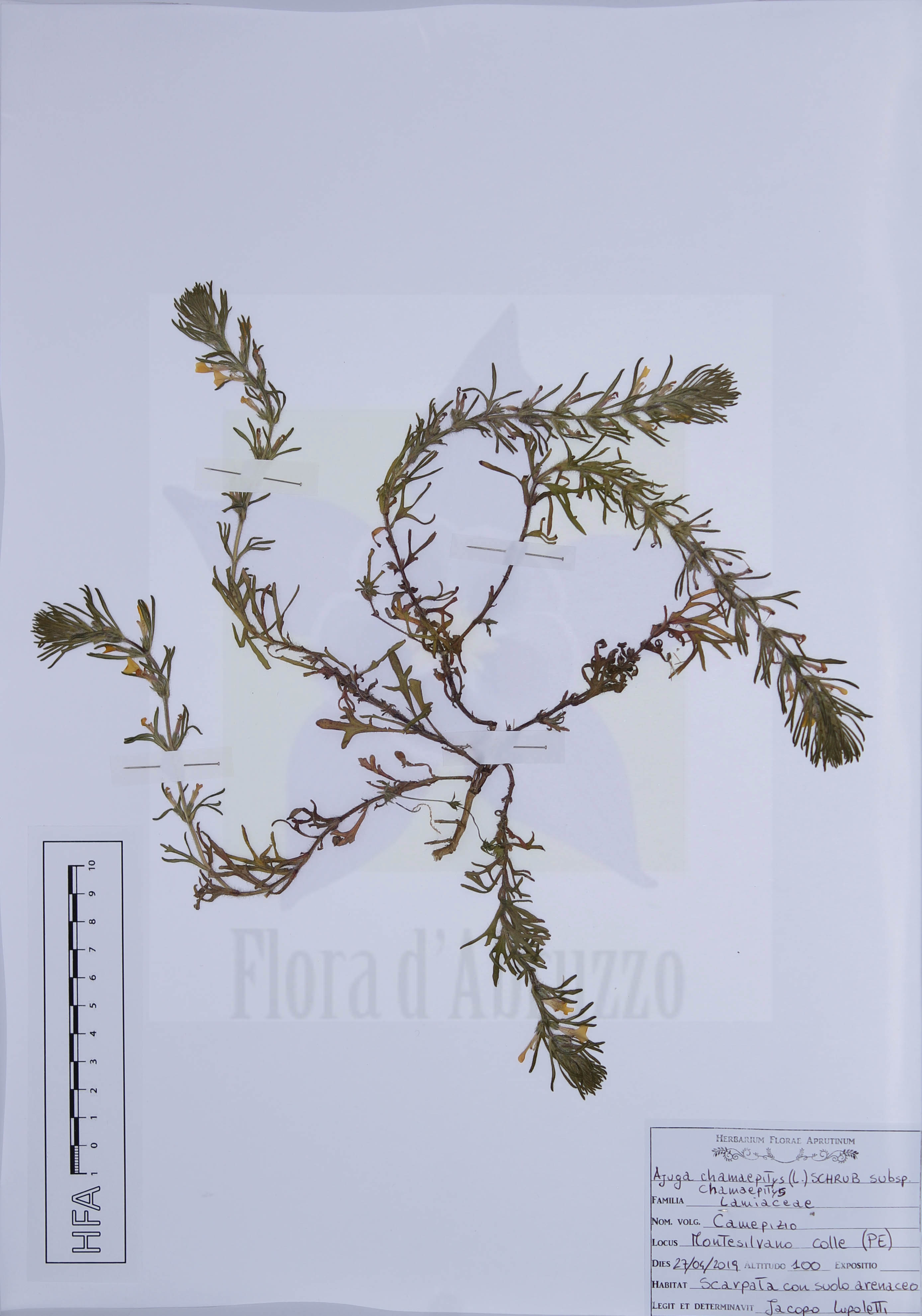Ajuga chamaepitys (L.) Schrub. subsp. chamaepitys