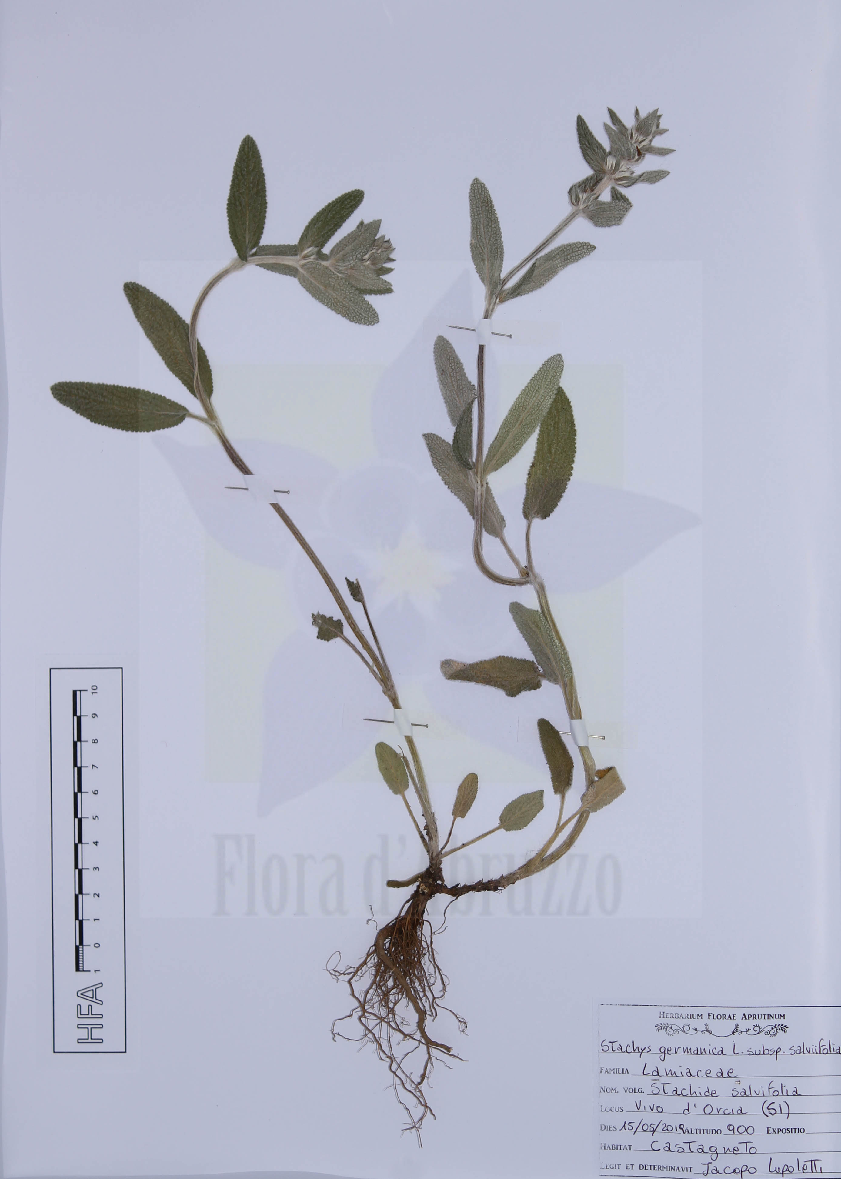 Stachys germanica L. subsp. salviifolia (Ten.) Gams