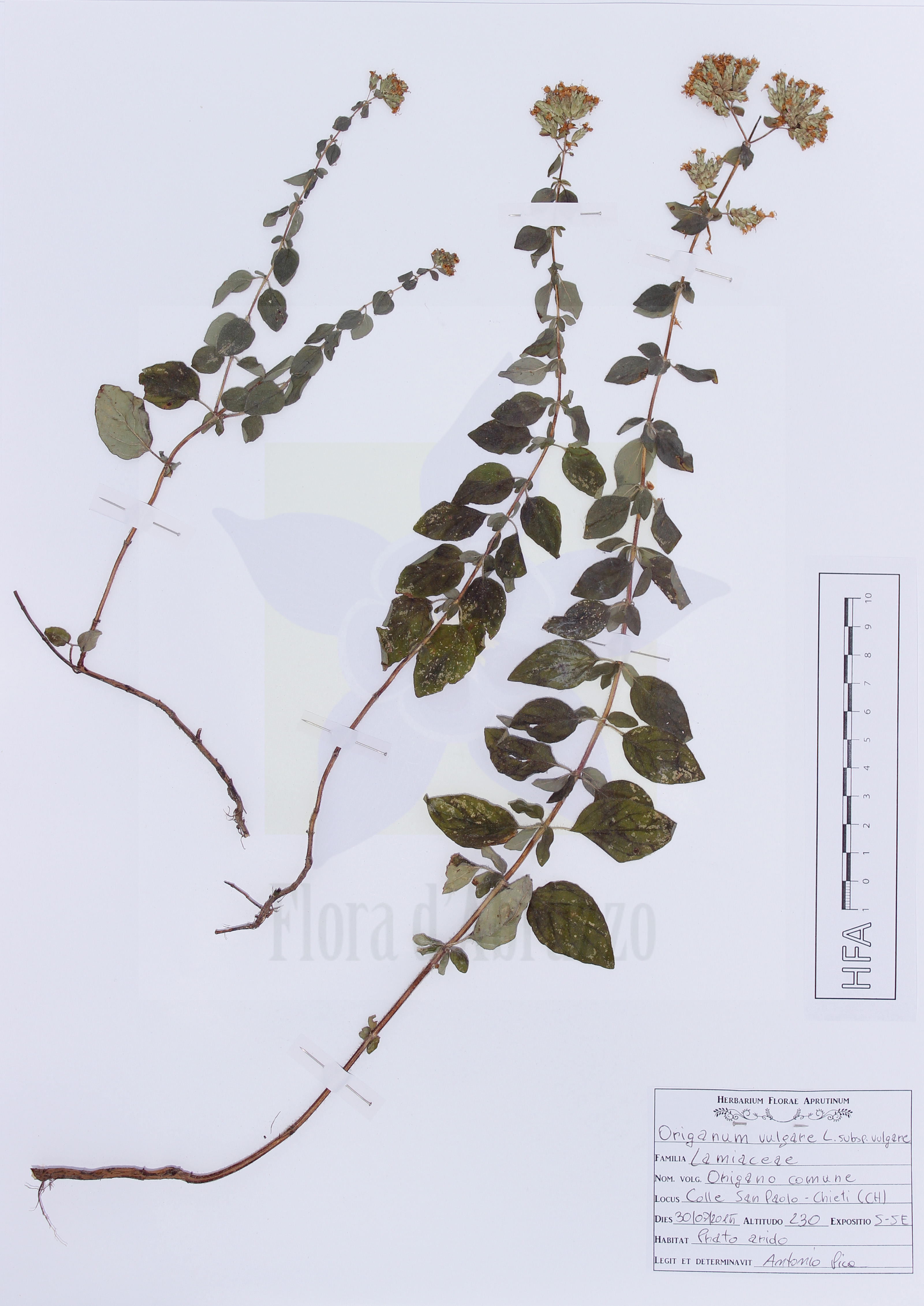 Origanum vulgare L. subsp. vulgare