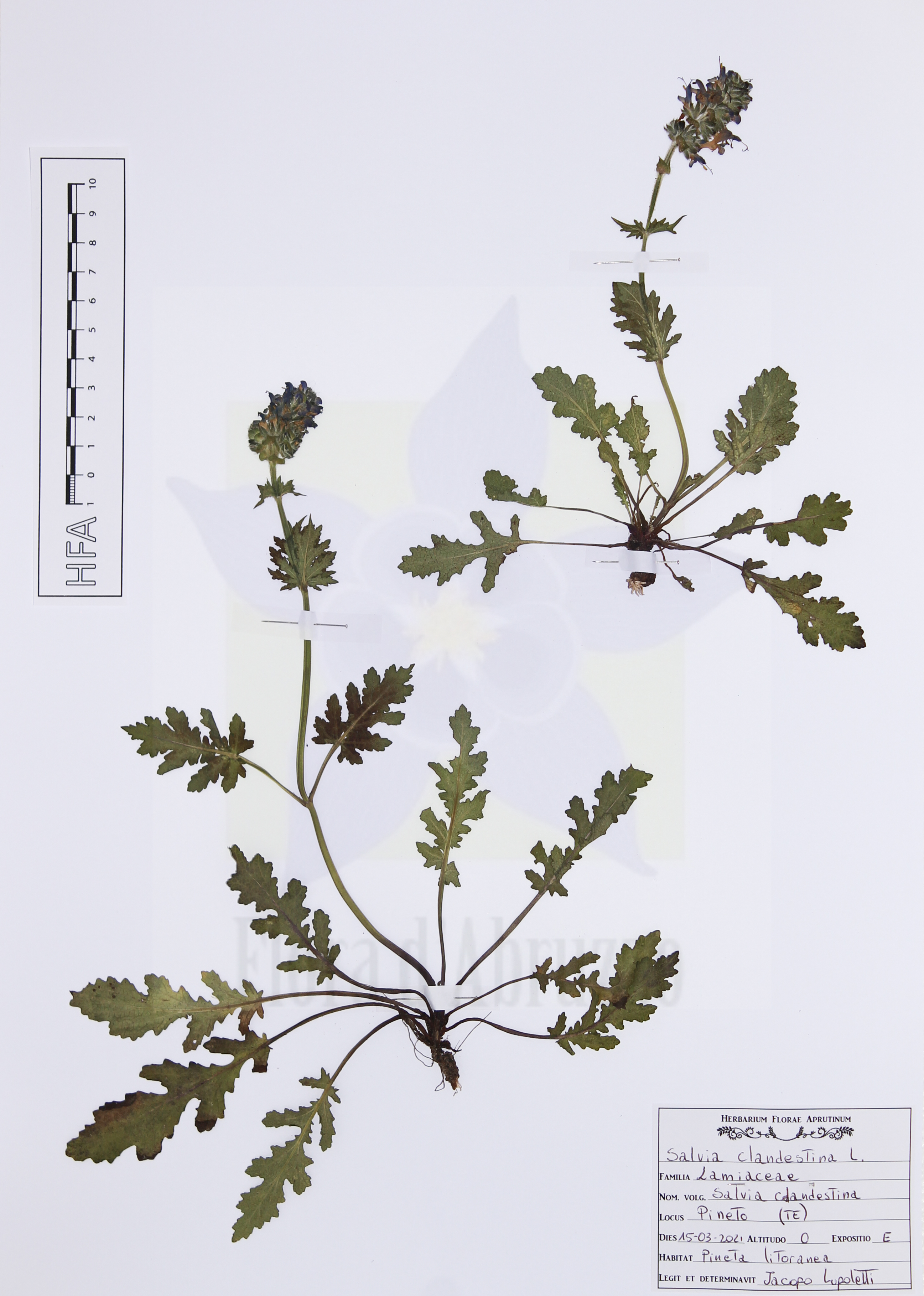 Salvia clandestina L.