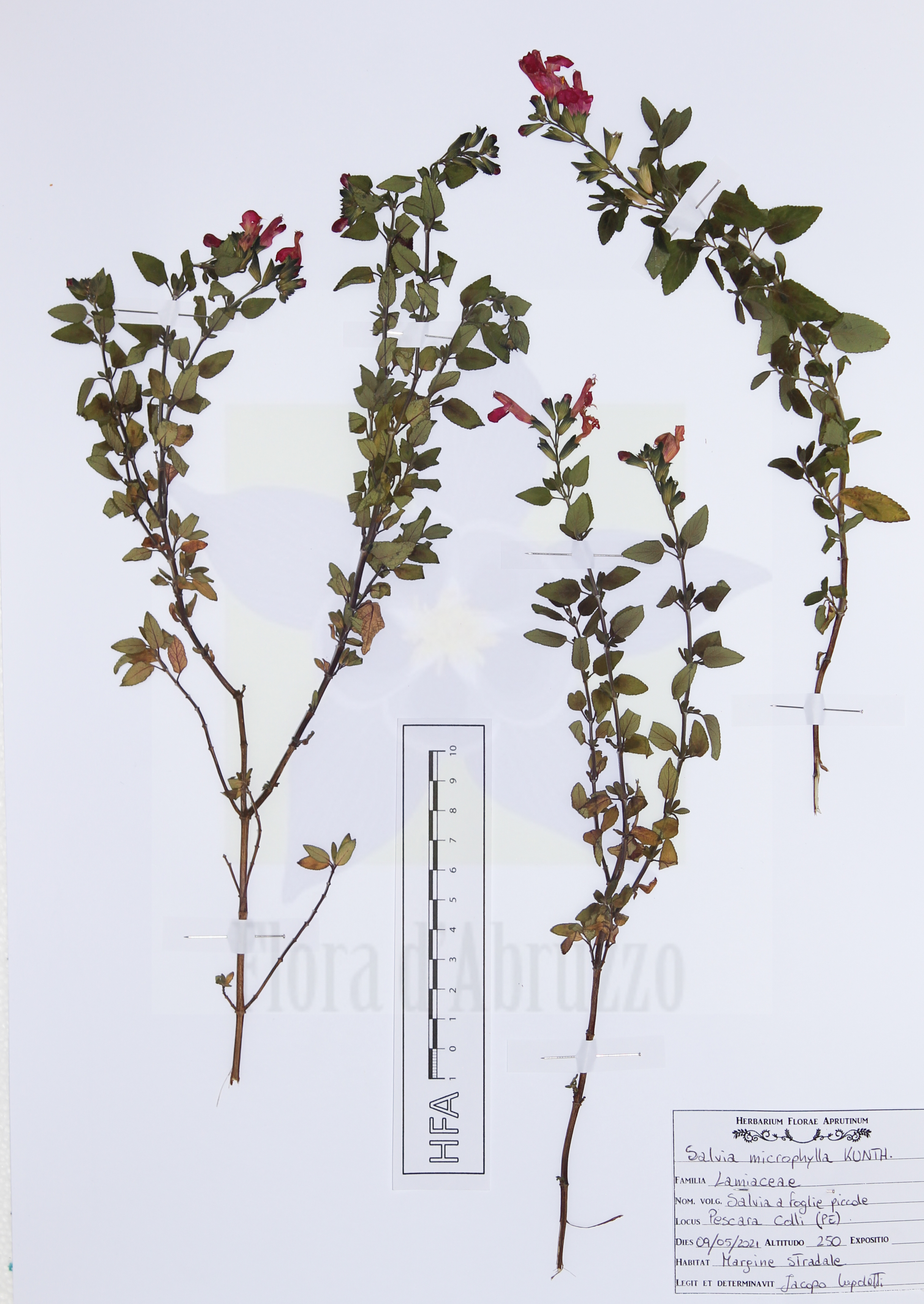 Salvia microphylla Kunth