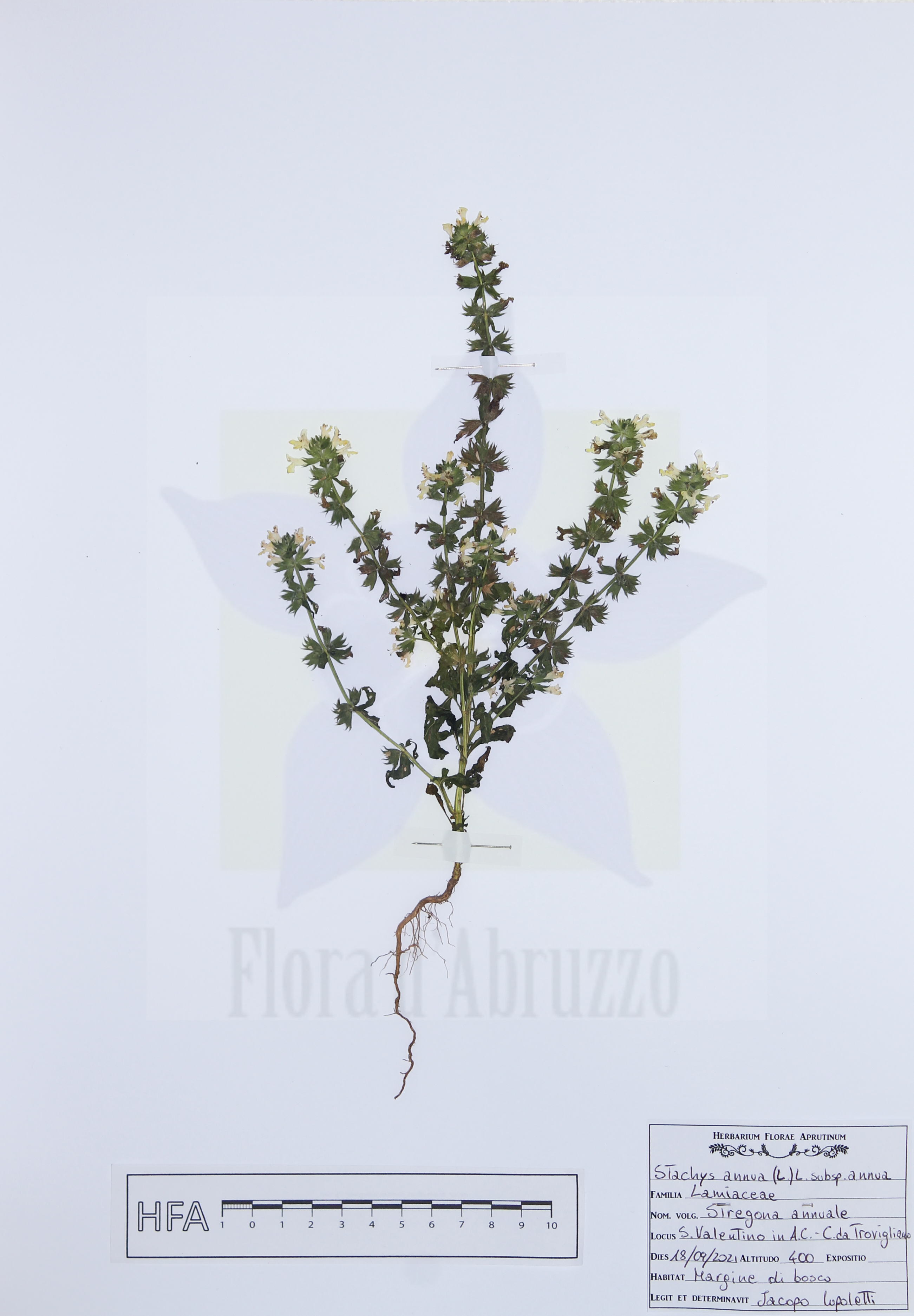 Stachys annua (L.) L. subsp. annua