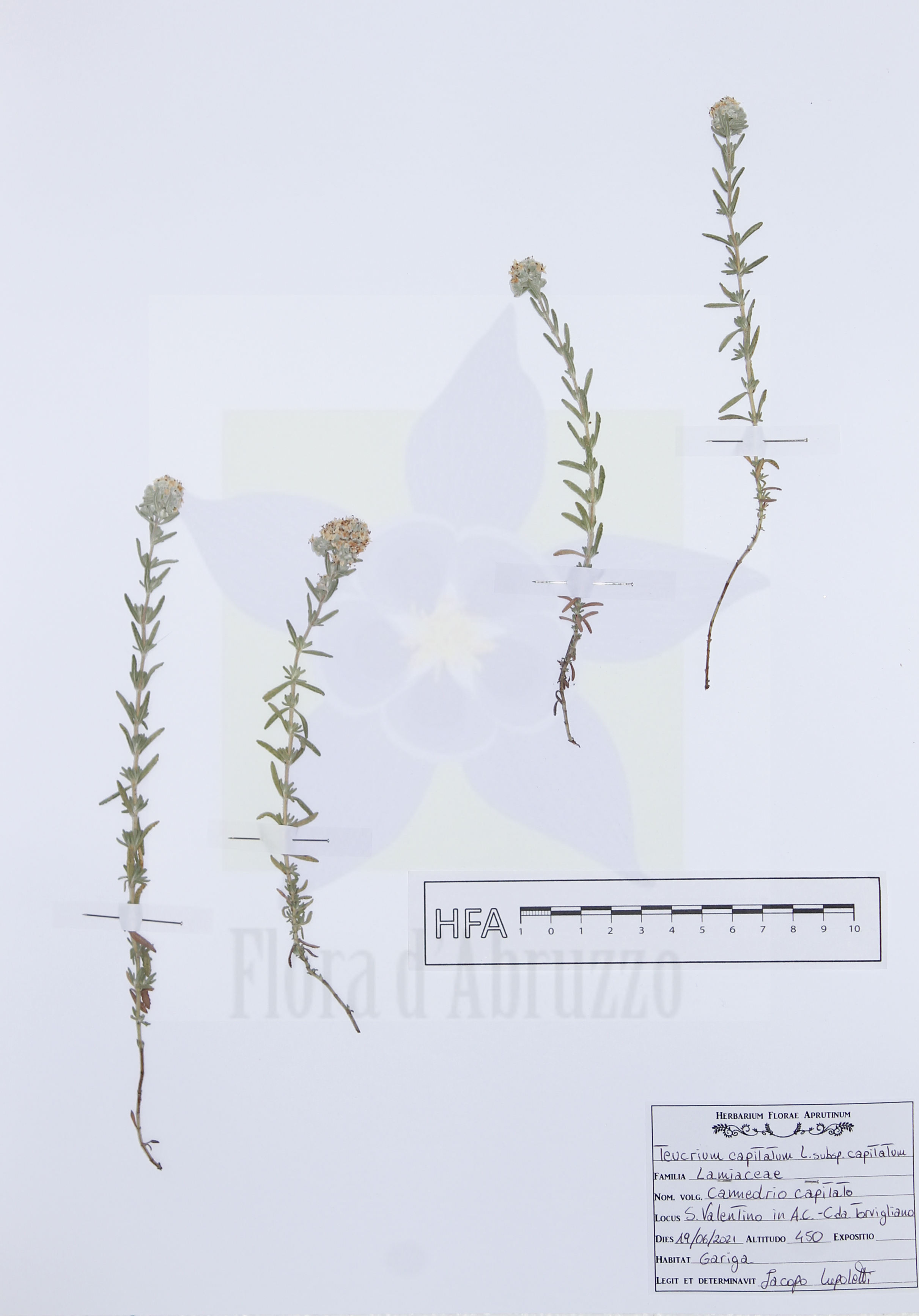 Teucrium capitatum L. subsp. capitatum