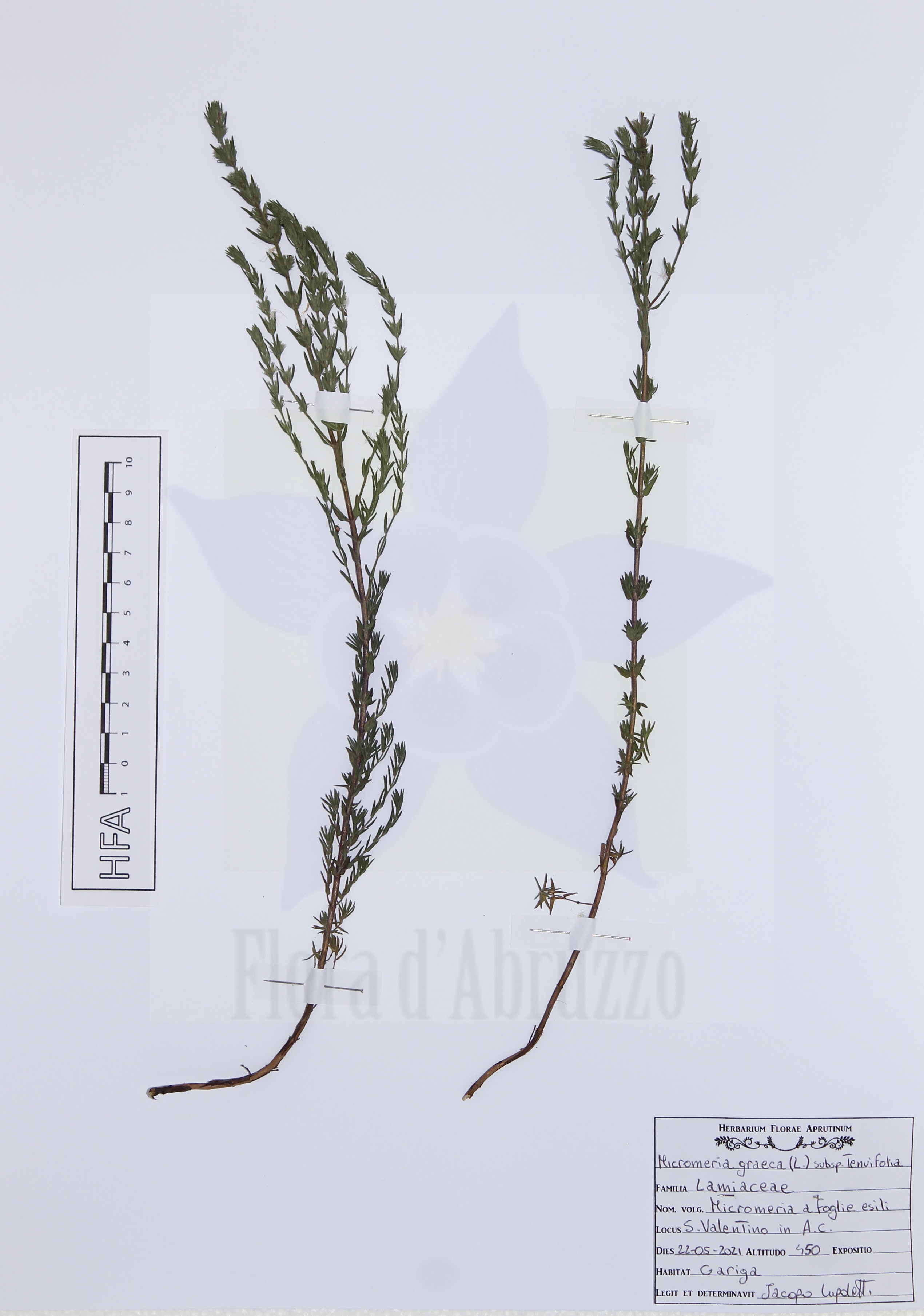 Micromeria graeca (L.) Benth. ex Rchb. subsp. tenuifolia (Ten.) Nyman