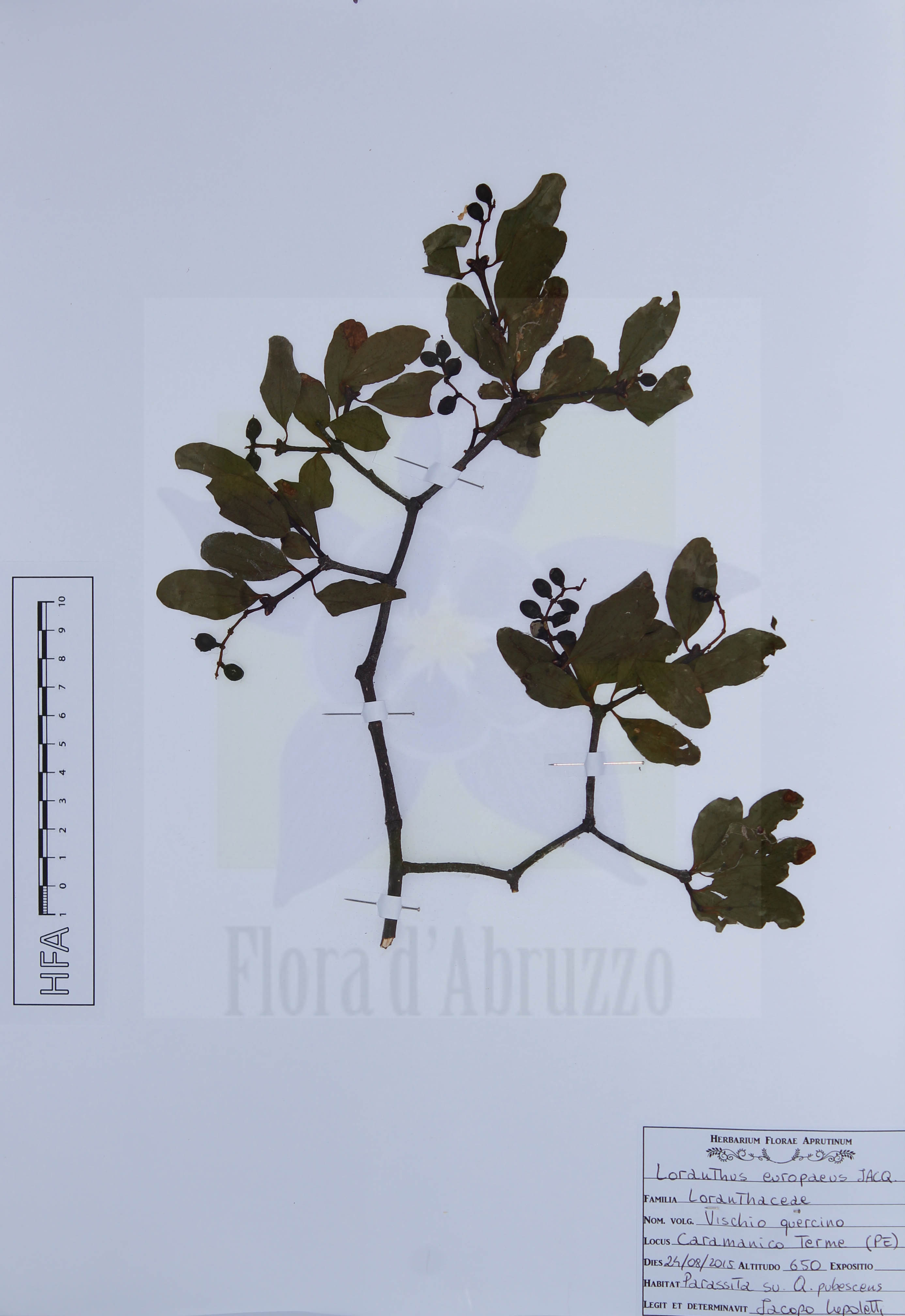 Loranthus europaeus Jacq.