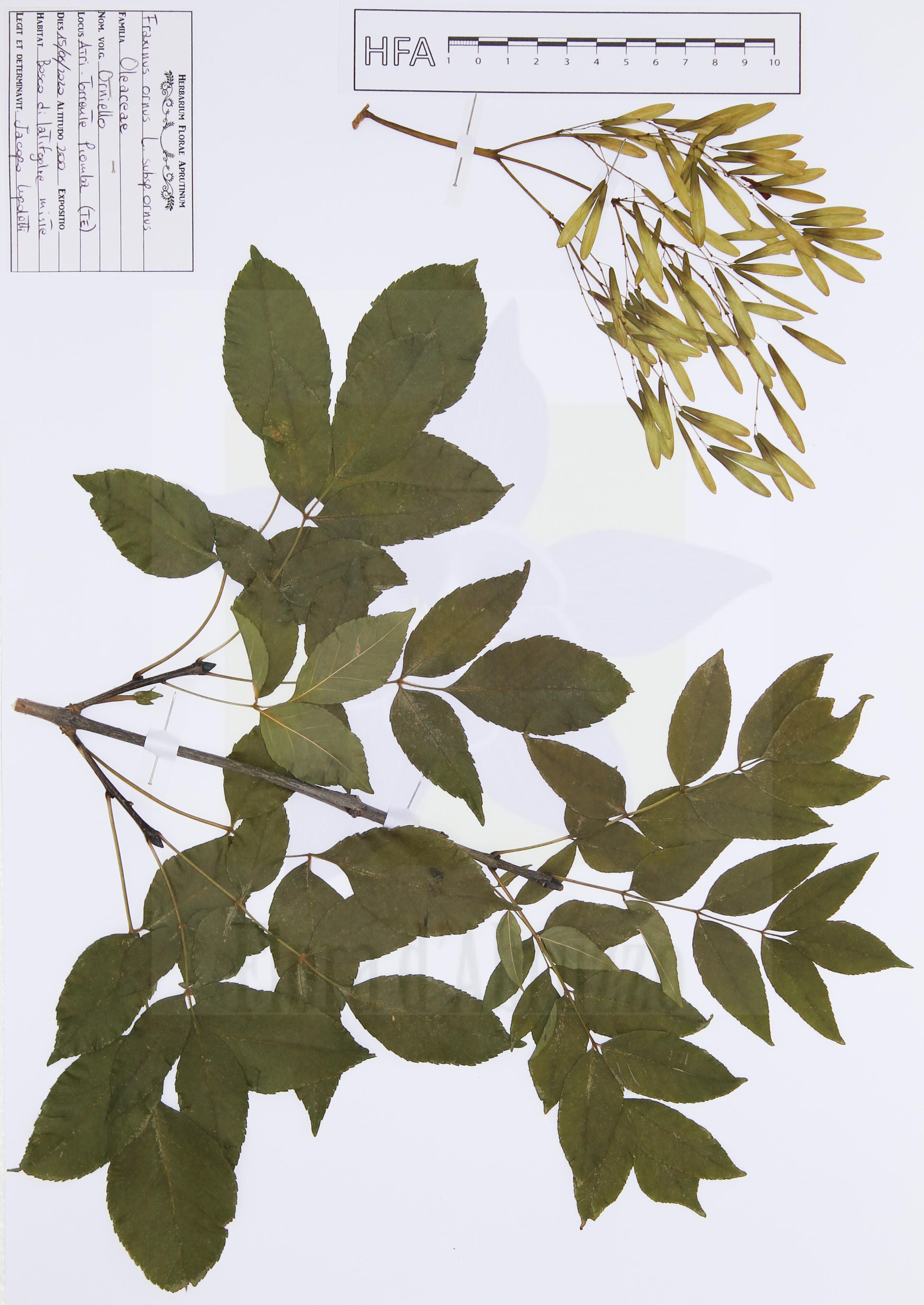 Fraxinus ornus L. subsp. ornus