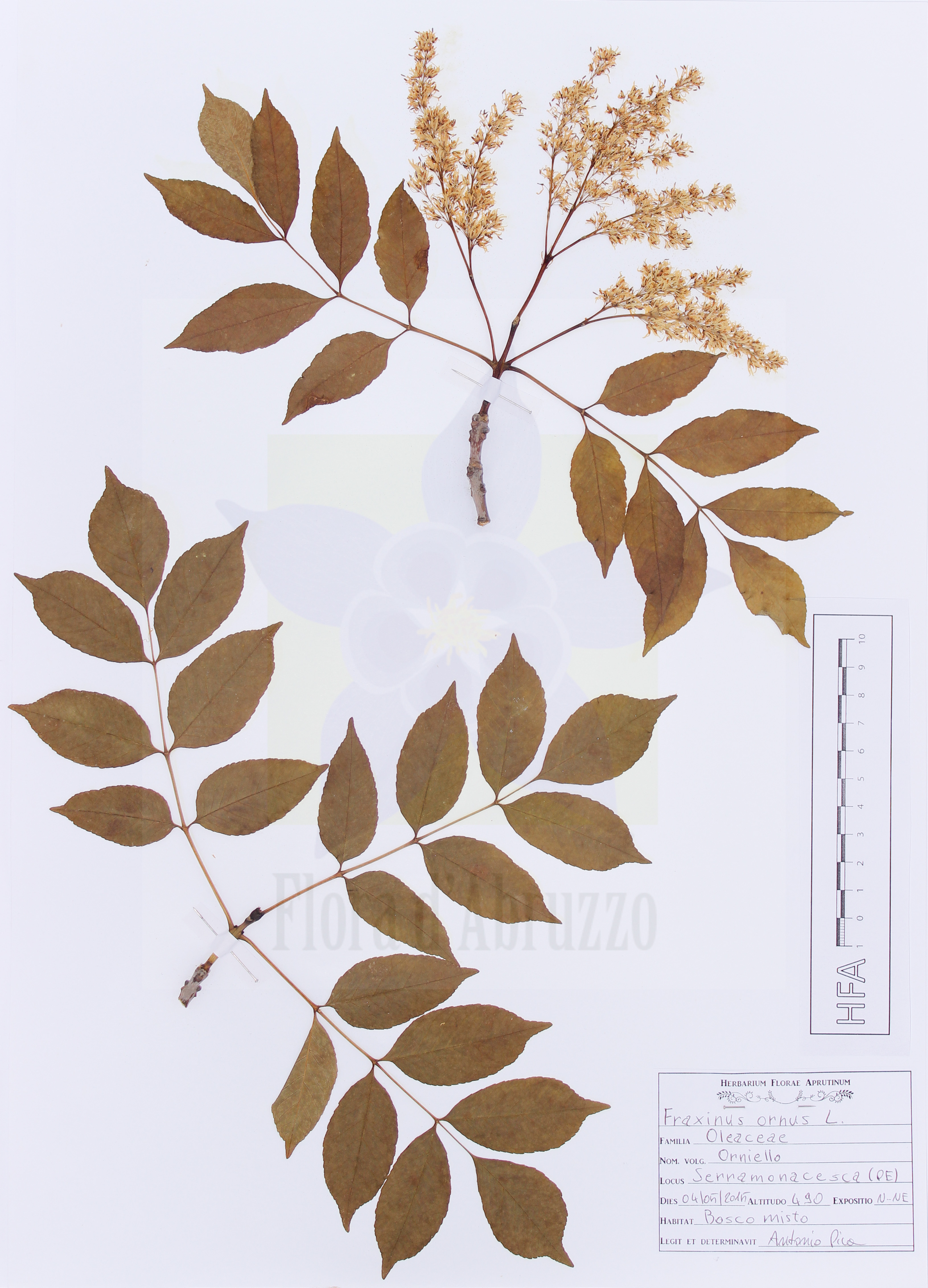 Fraxinus ornus L.