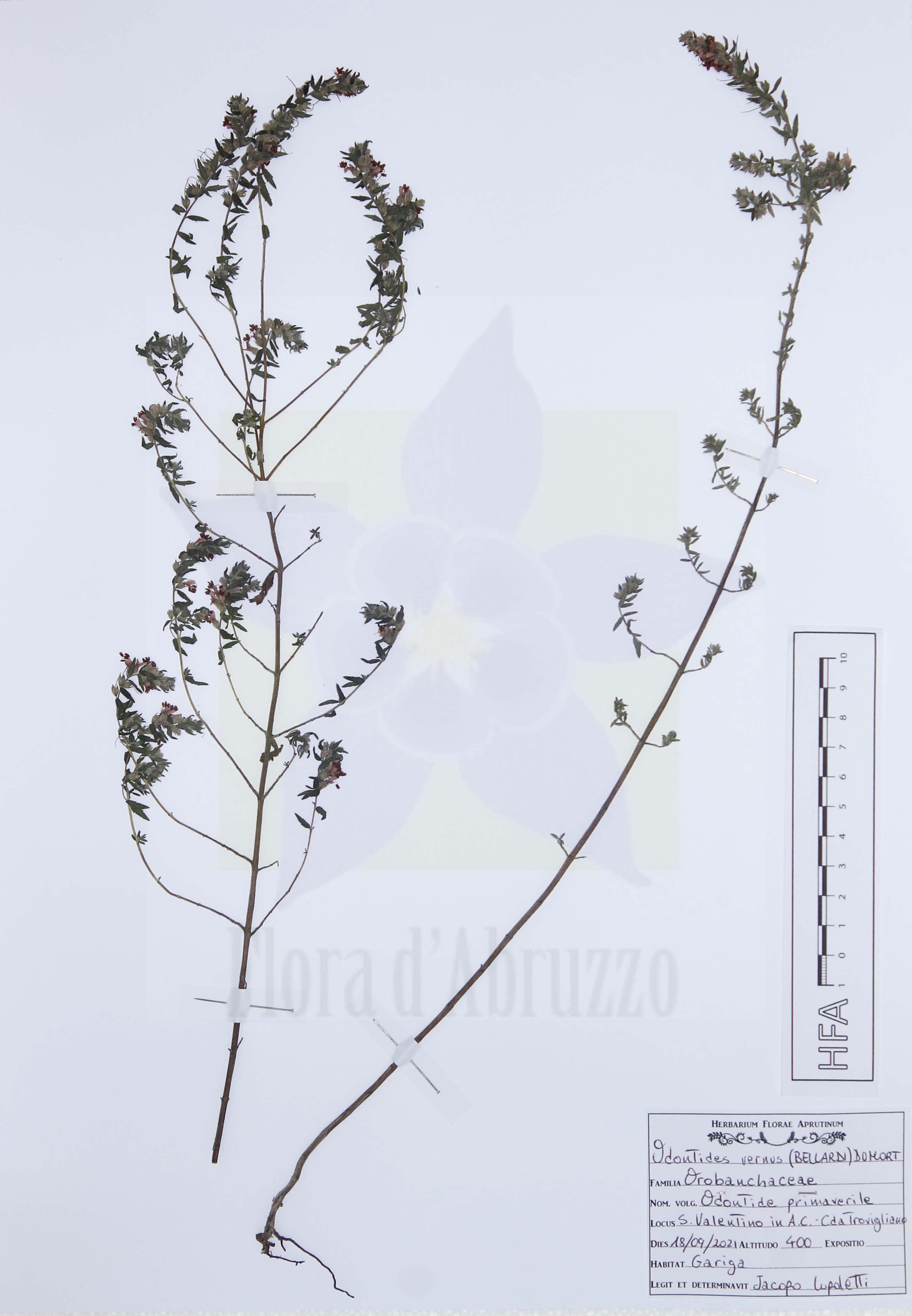 Odontites vernus (Bellardi) Dumort. subsp. vernus