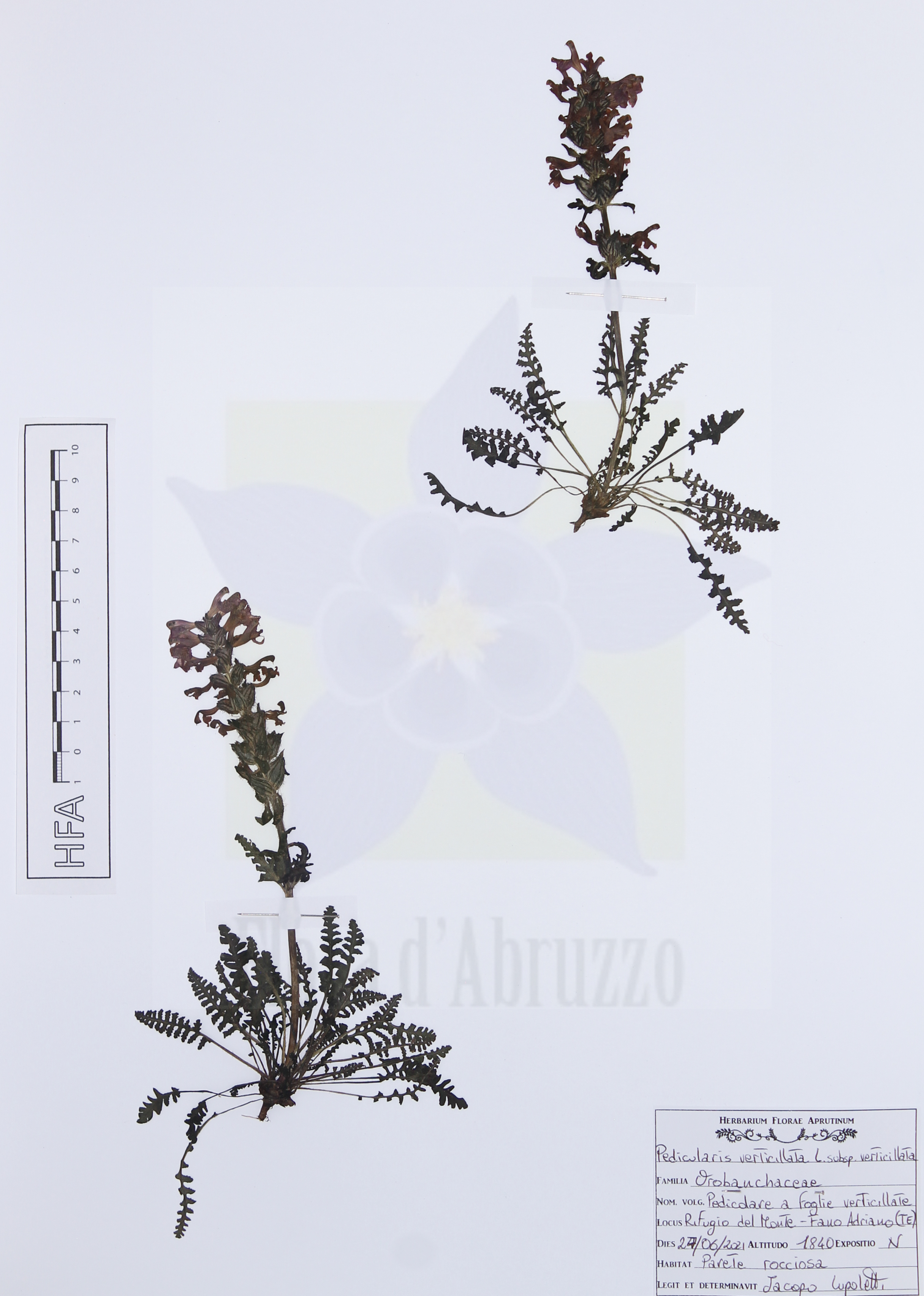 Pedicularis verticillata L. subsp. verticillata