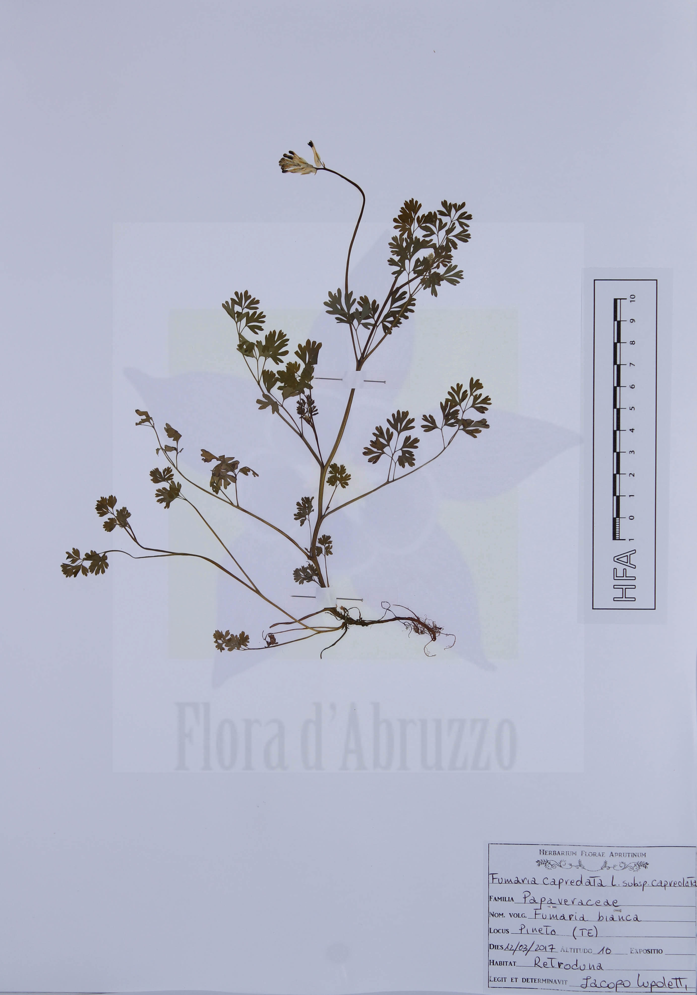 Fumaria capreolata L. subsp. capreolata