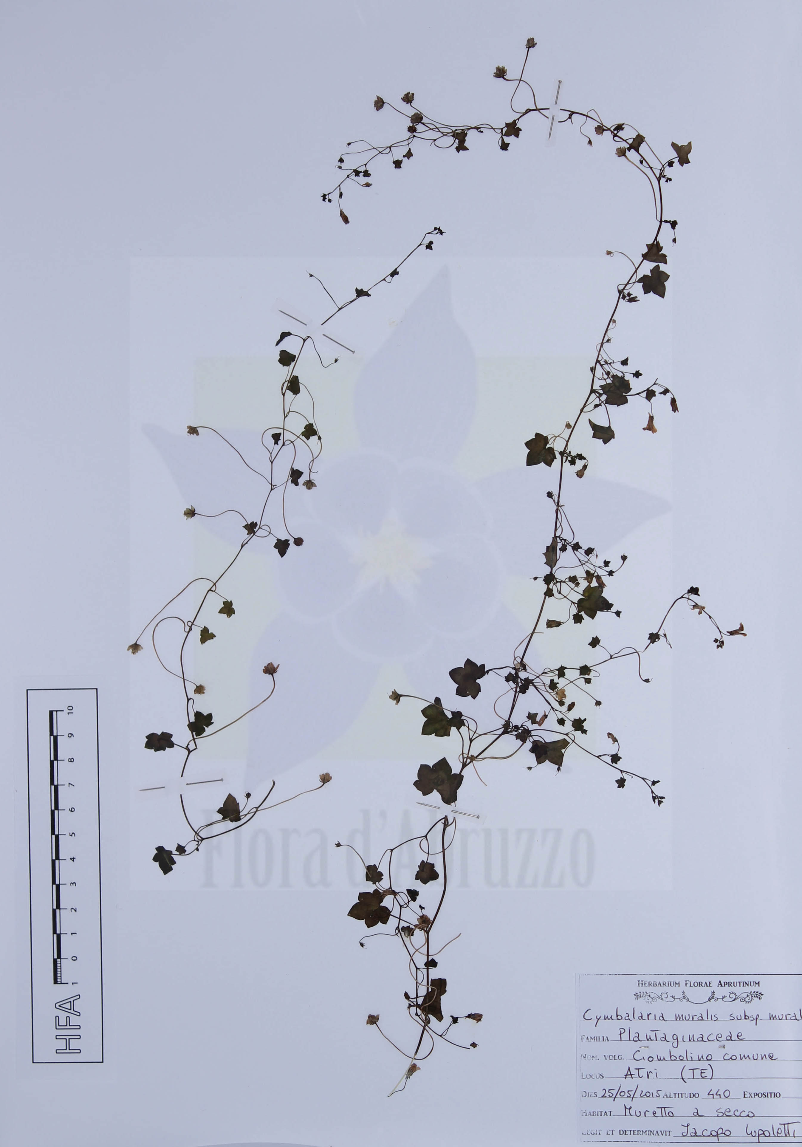 Cymbalaria muralis G. Gaertn., B. Mey. & Scherb. subsp. muralis