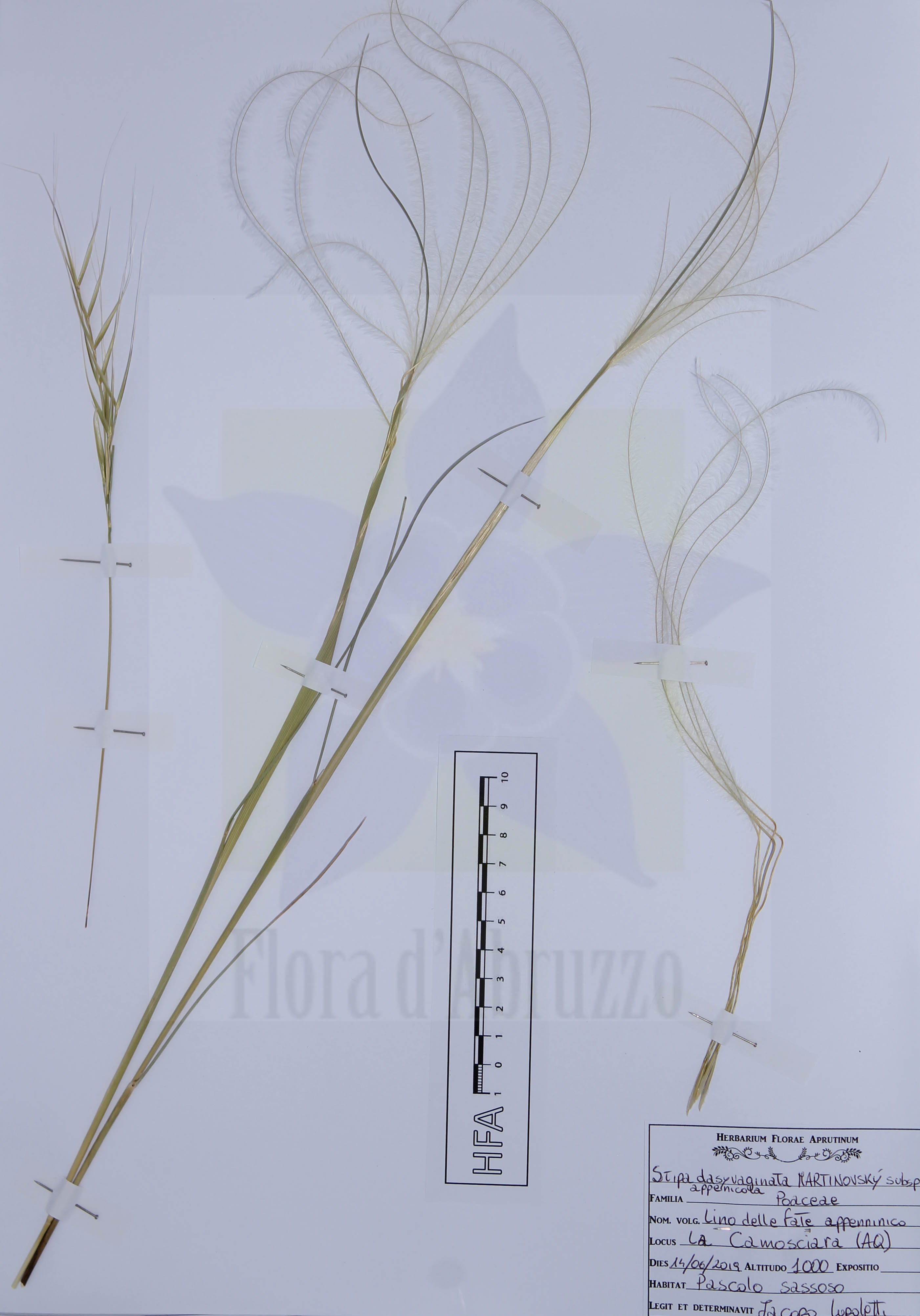 Stipa dasyvaginata Martinovský subsp. apenninicola Martinovský & Moraldo