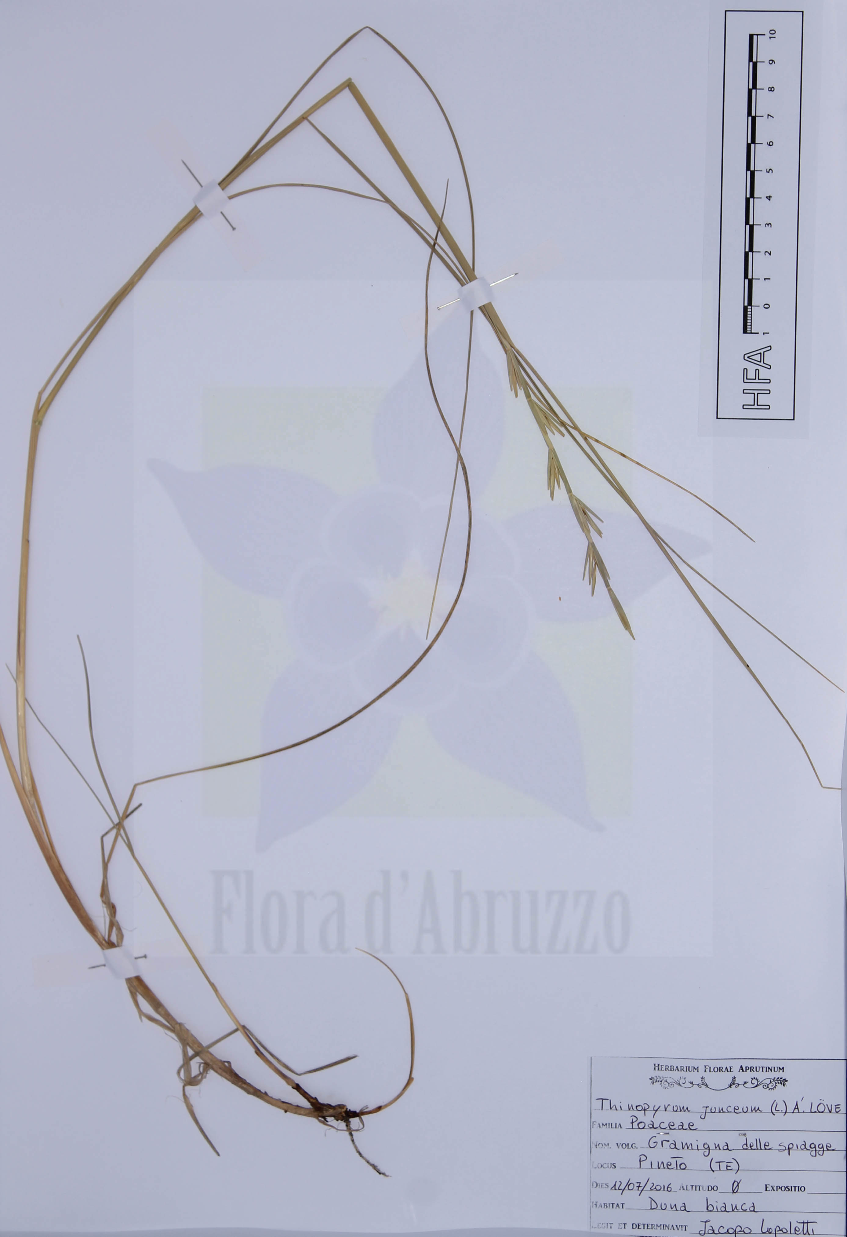 Thinopyrum junceum (L.) Á.Löve