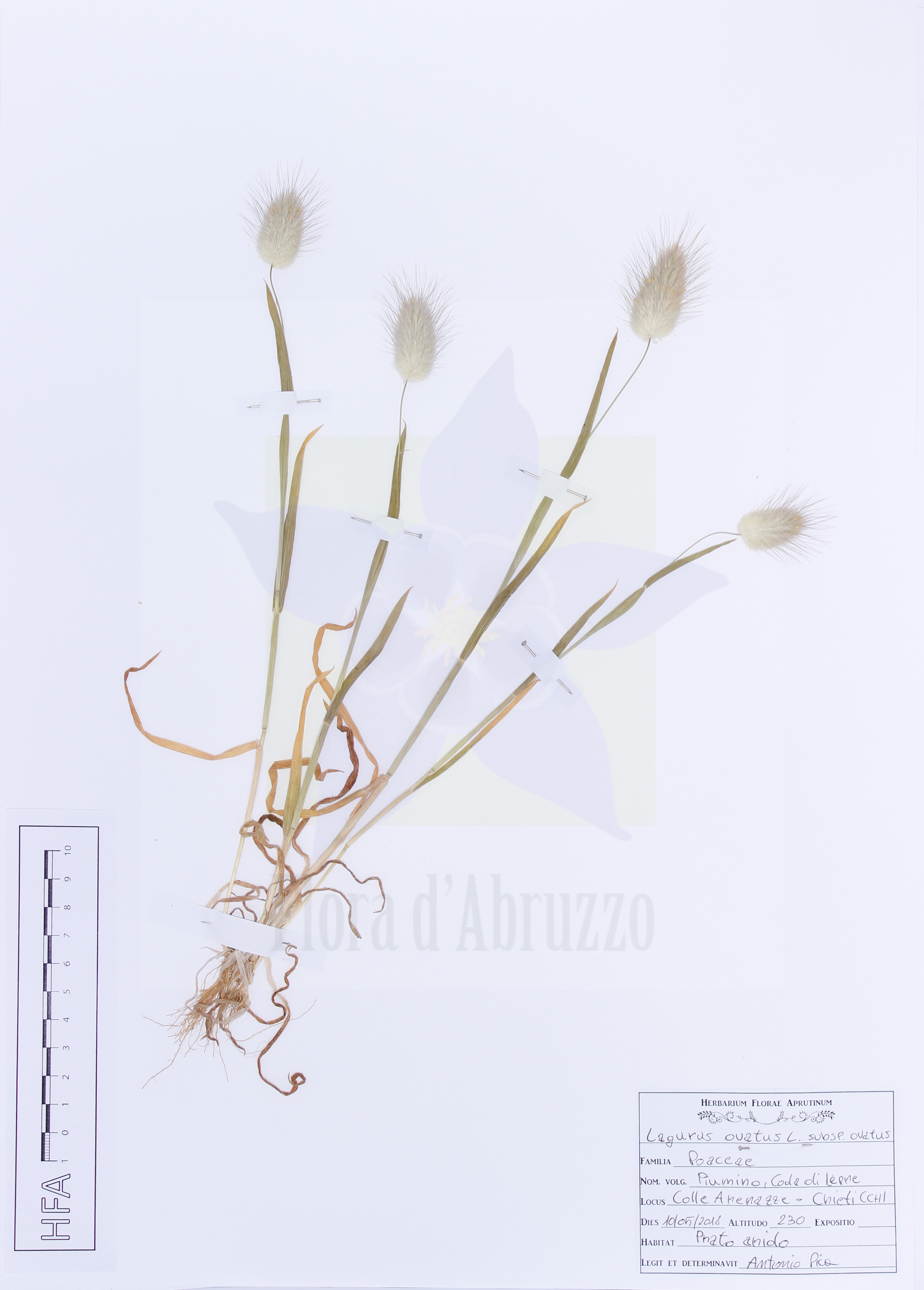 Lagurus ovatus L. subsp. ovatus