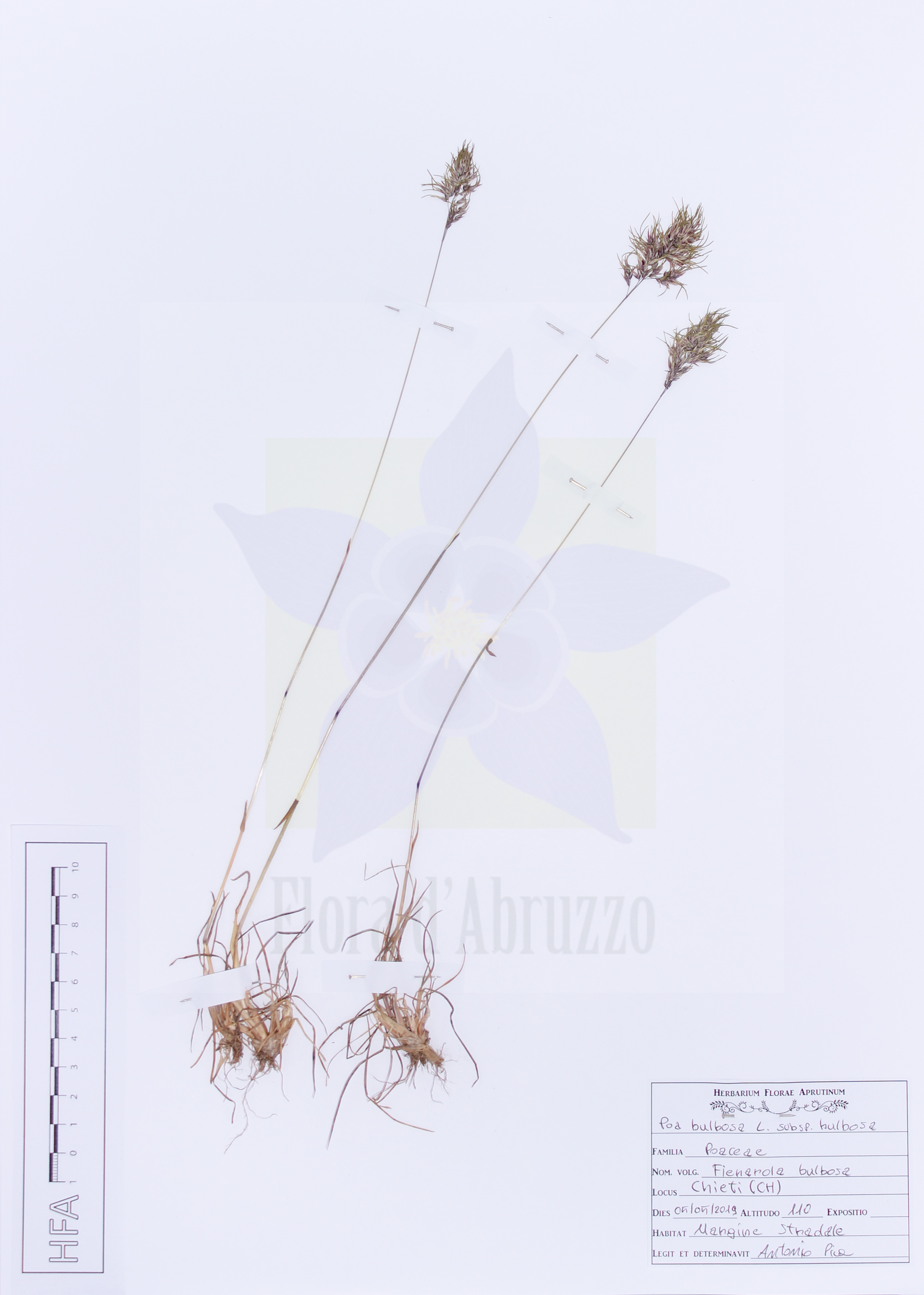 Poa bulbosa L. subsp. bulbosa