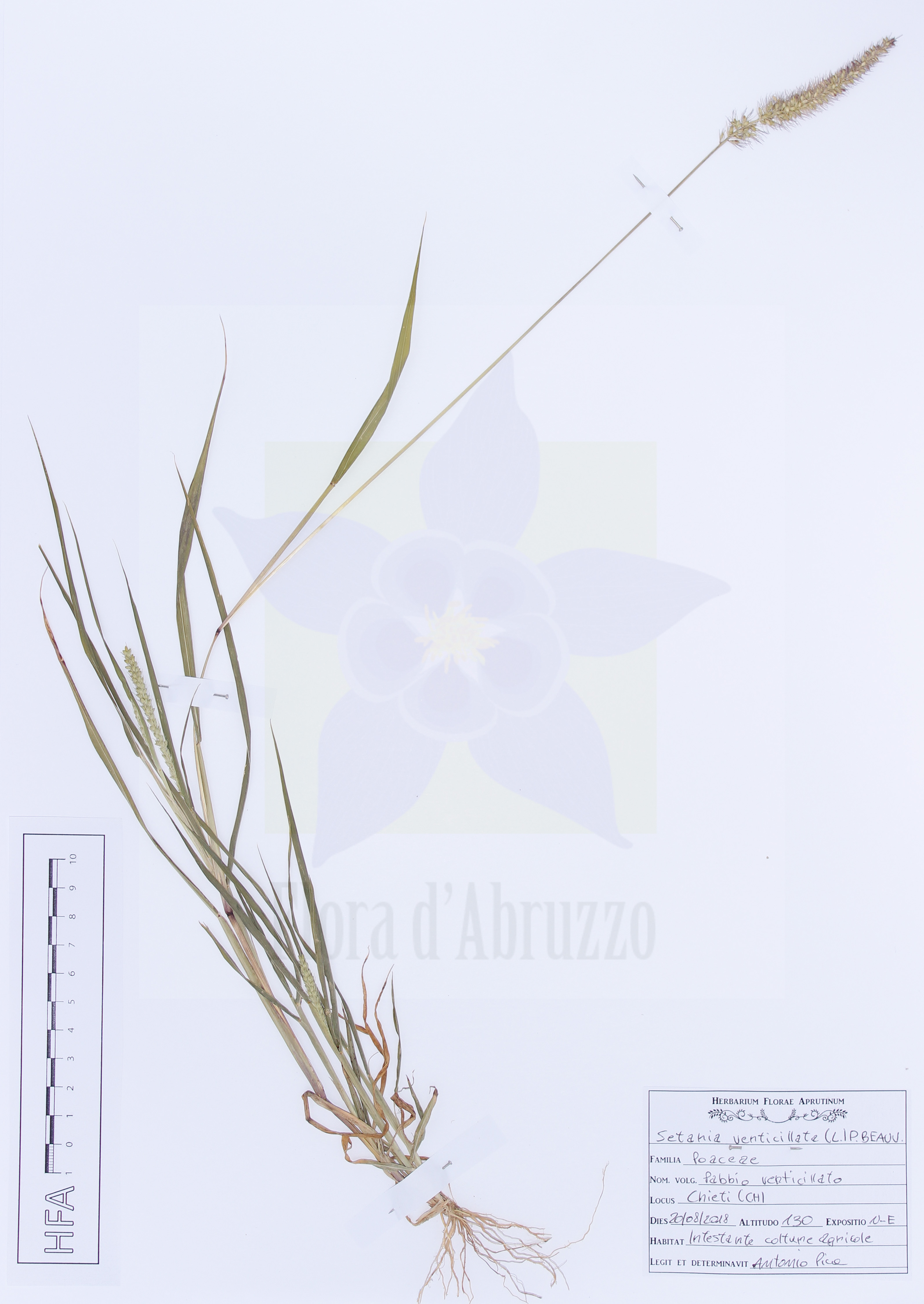 Setaria verticillata (L.) P. Beauv.