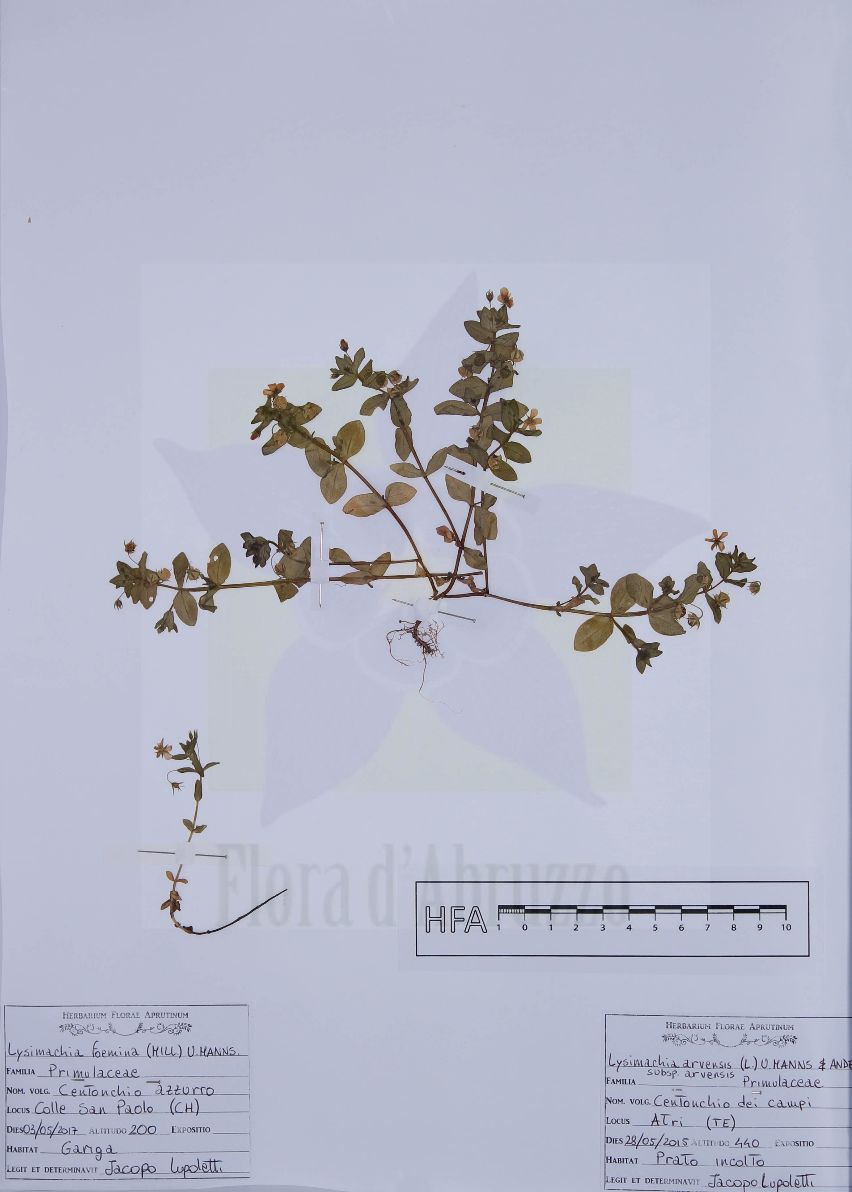 Lysimachia arvensis (L.) U.Manns & Anderb. subsp. arvensis