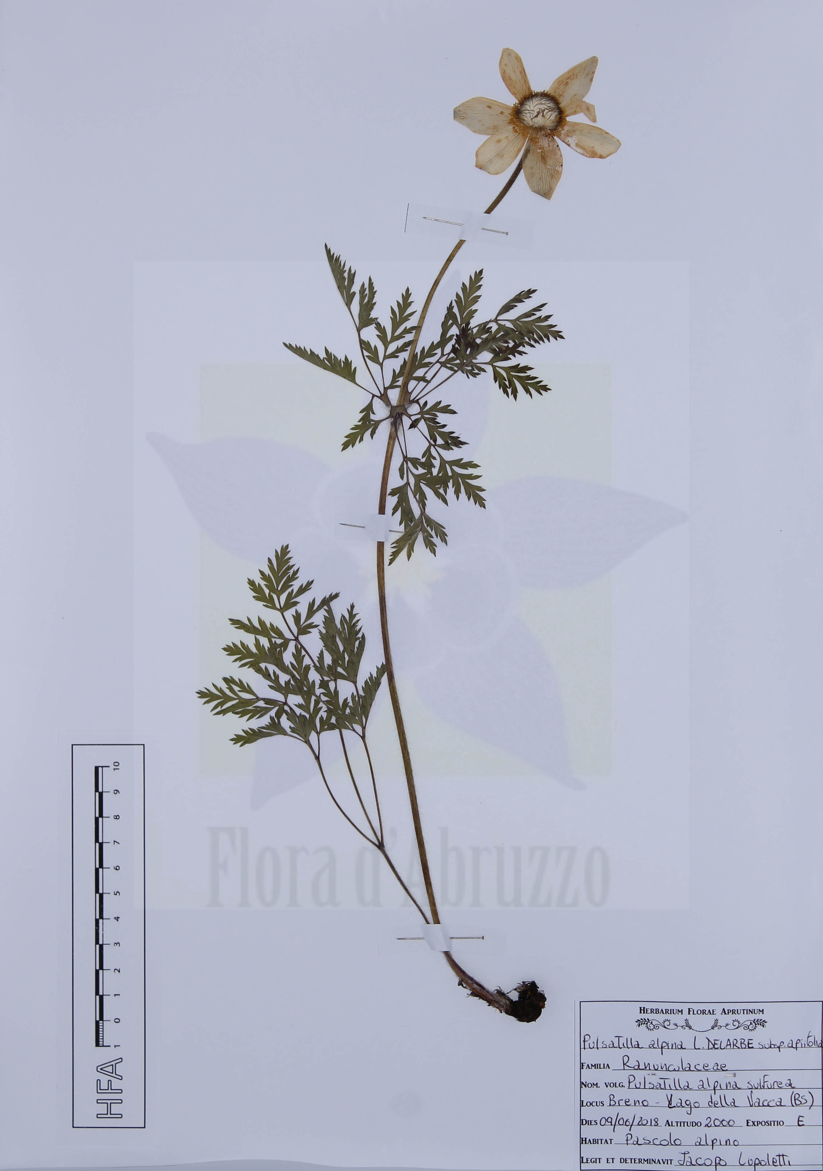 Pulsatilla alpina (L.) Delarbre subsp. apiifolia (Scop.) Nyman
