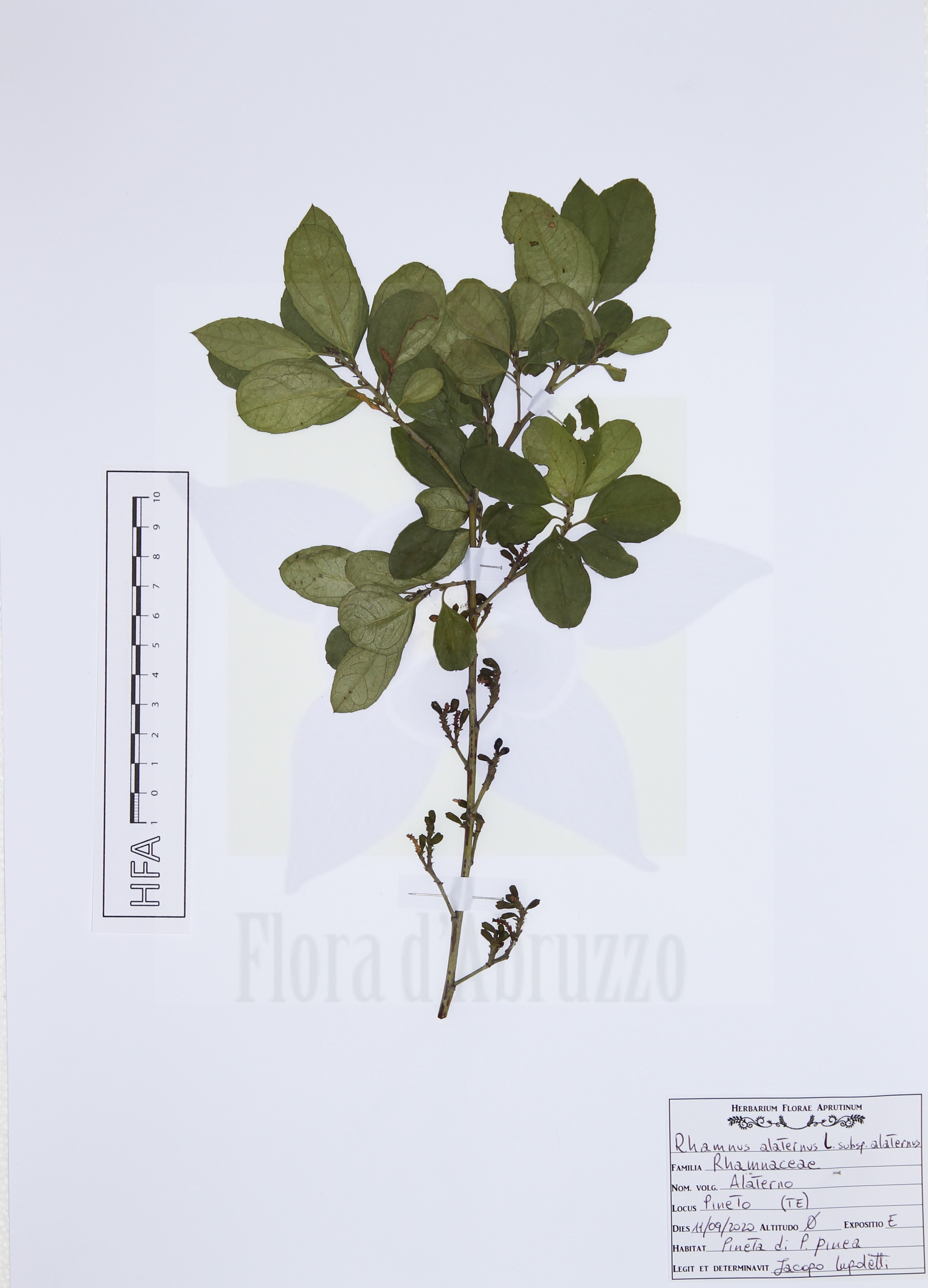 Rhamnus alaternus L. subsp. alaternus