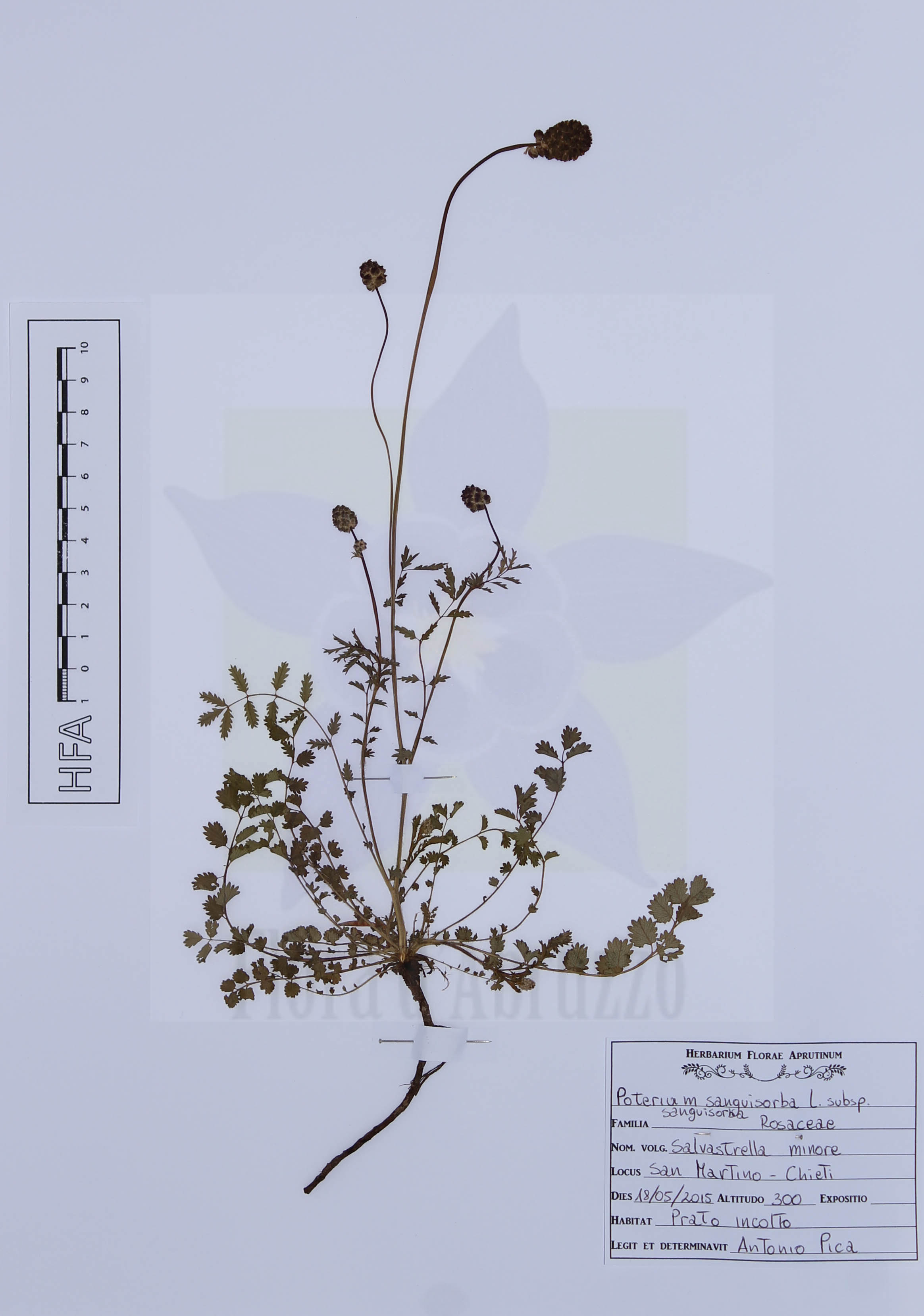 Poterium sanguisorba L. subsp. sanguisorba