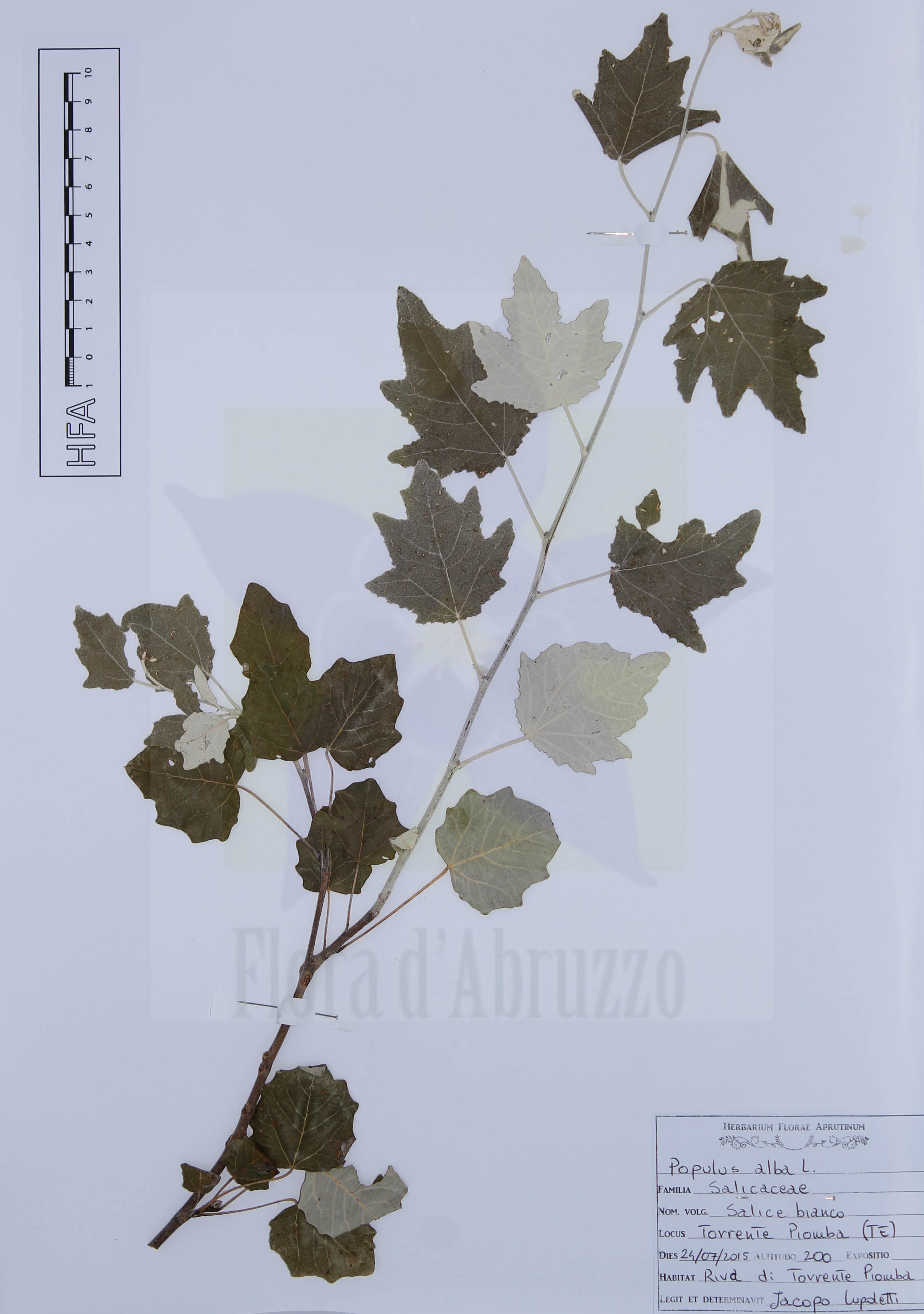 Populus alba L.